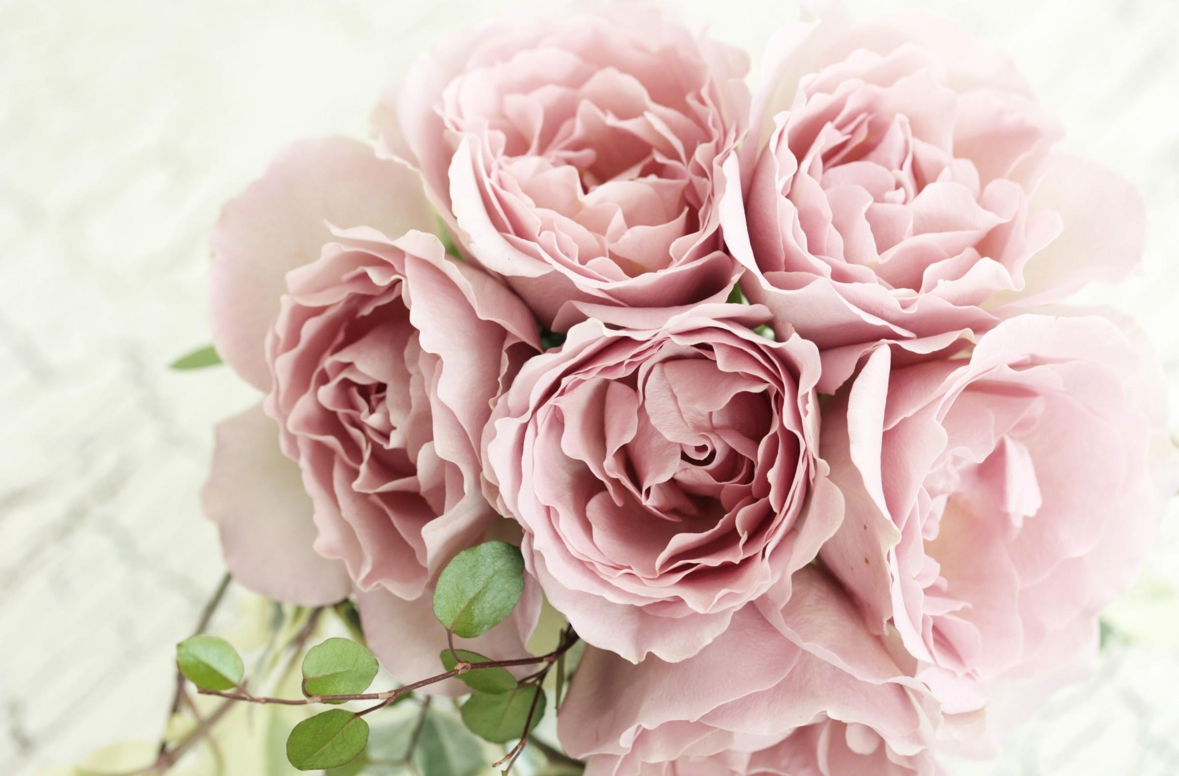 145922 Hintergrundbild herunterladen blumen, roses, ast, zweig, strauß, bouquet, zärtlichkeit - Bildschirmschoner und Bilder kostenlos