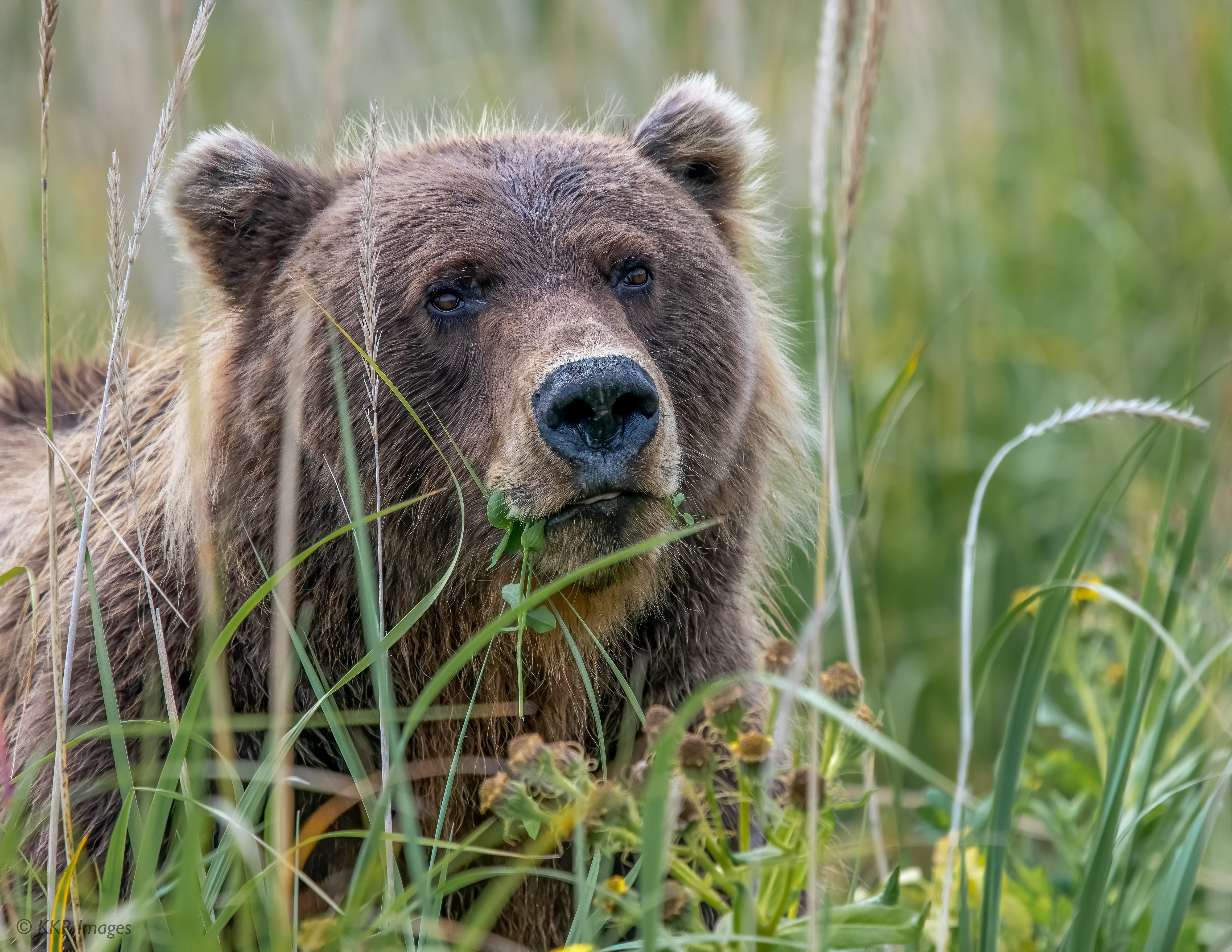 animal, grizzly bear, grizzly, bears 2160p