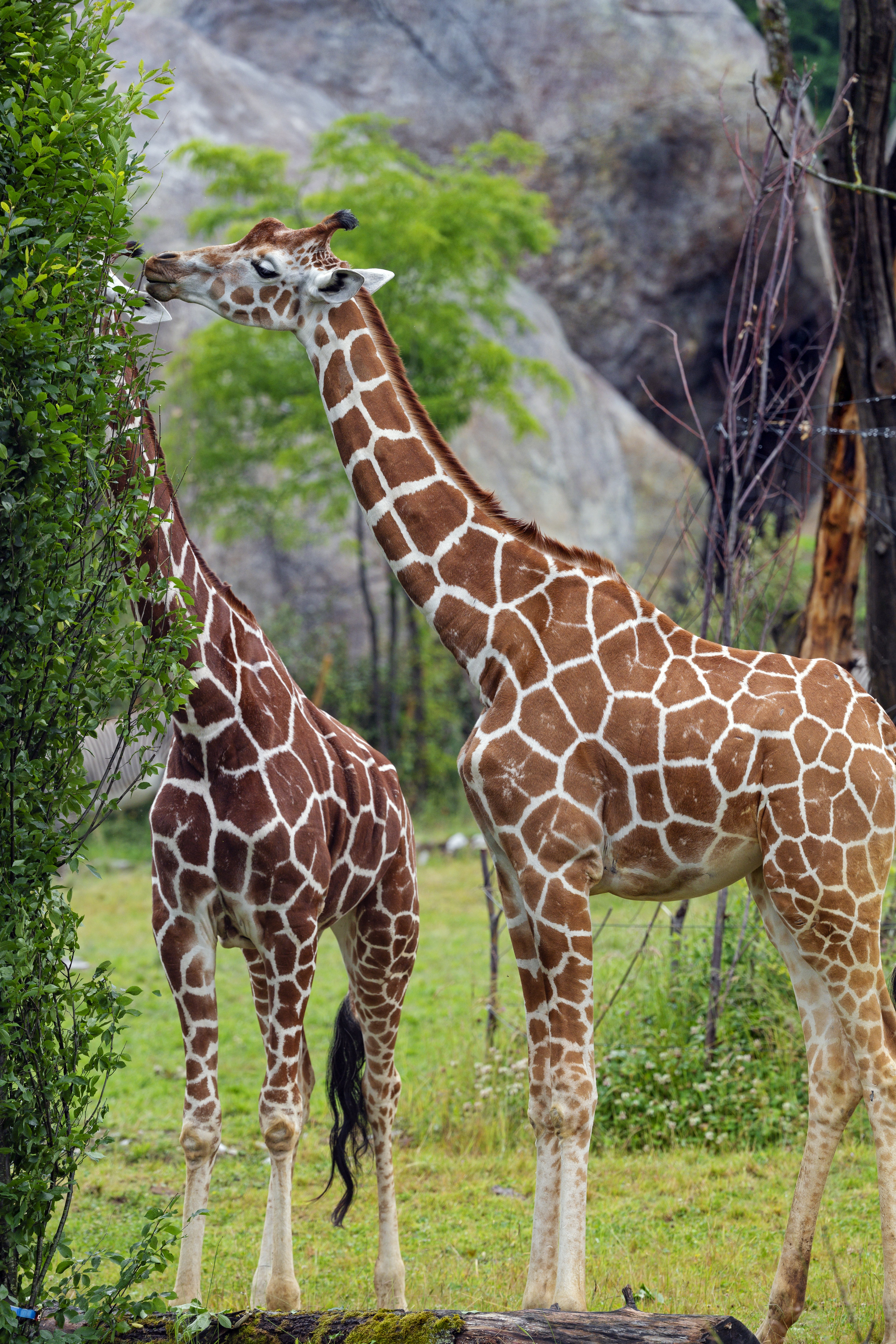 126910 Bild herunterladen tiere, giraffen, bush, tier, hals - Hintergrundbilder und Bildschirmschoner kostenlos