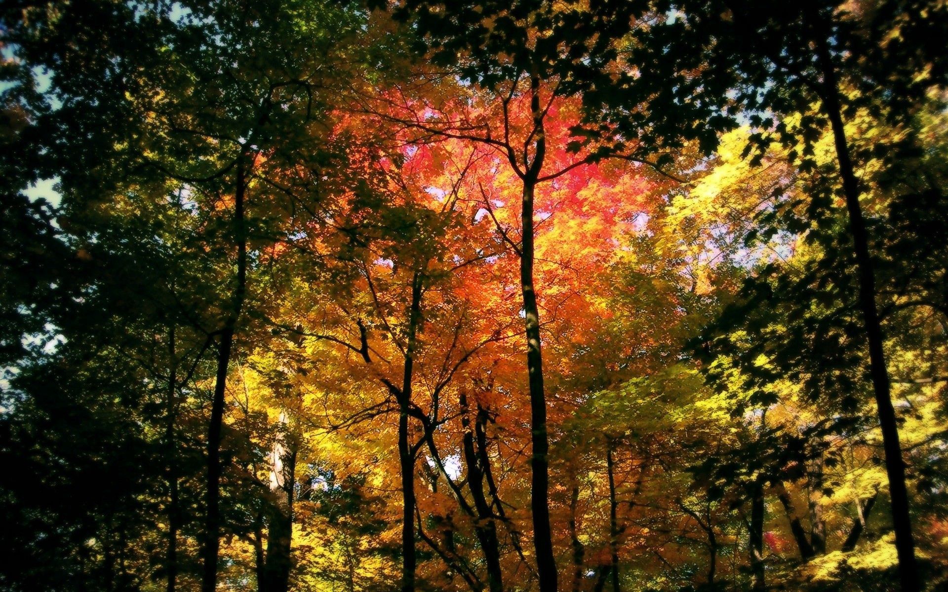 57836 скачать обои желтый, красный, природа, деревья, осень, лес, цвета, зеленый, кроны - заставки и картинки бесплатно
