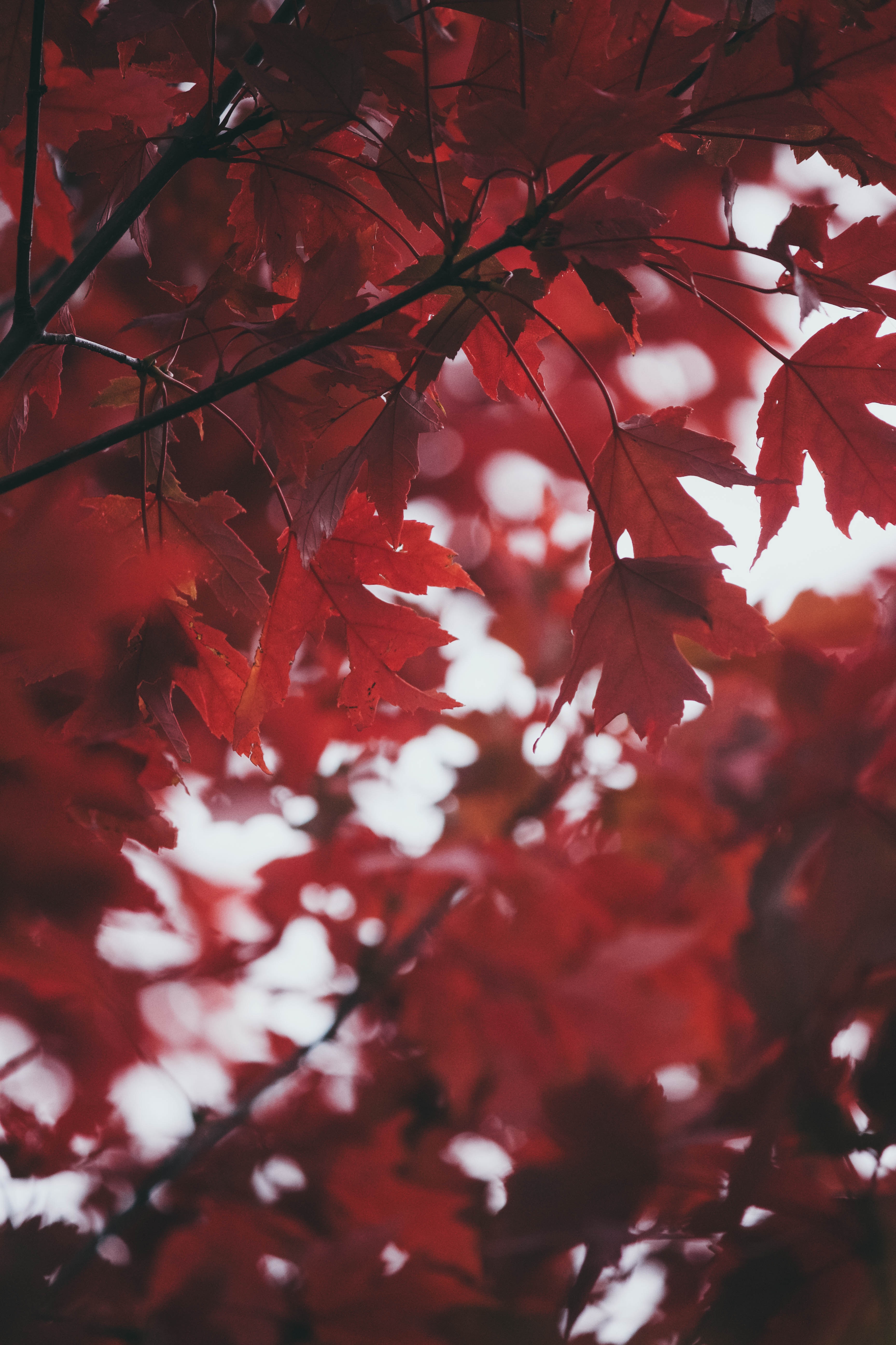 Laden Sie das Unschärfe, Glatt, Blätter, Natur, Herbst-Bild kostenlos auf Ihren PC-Desktop herunter