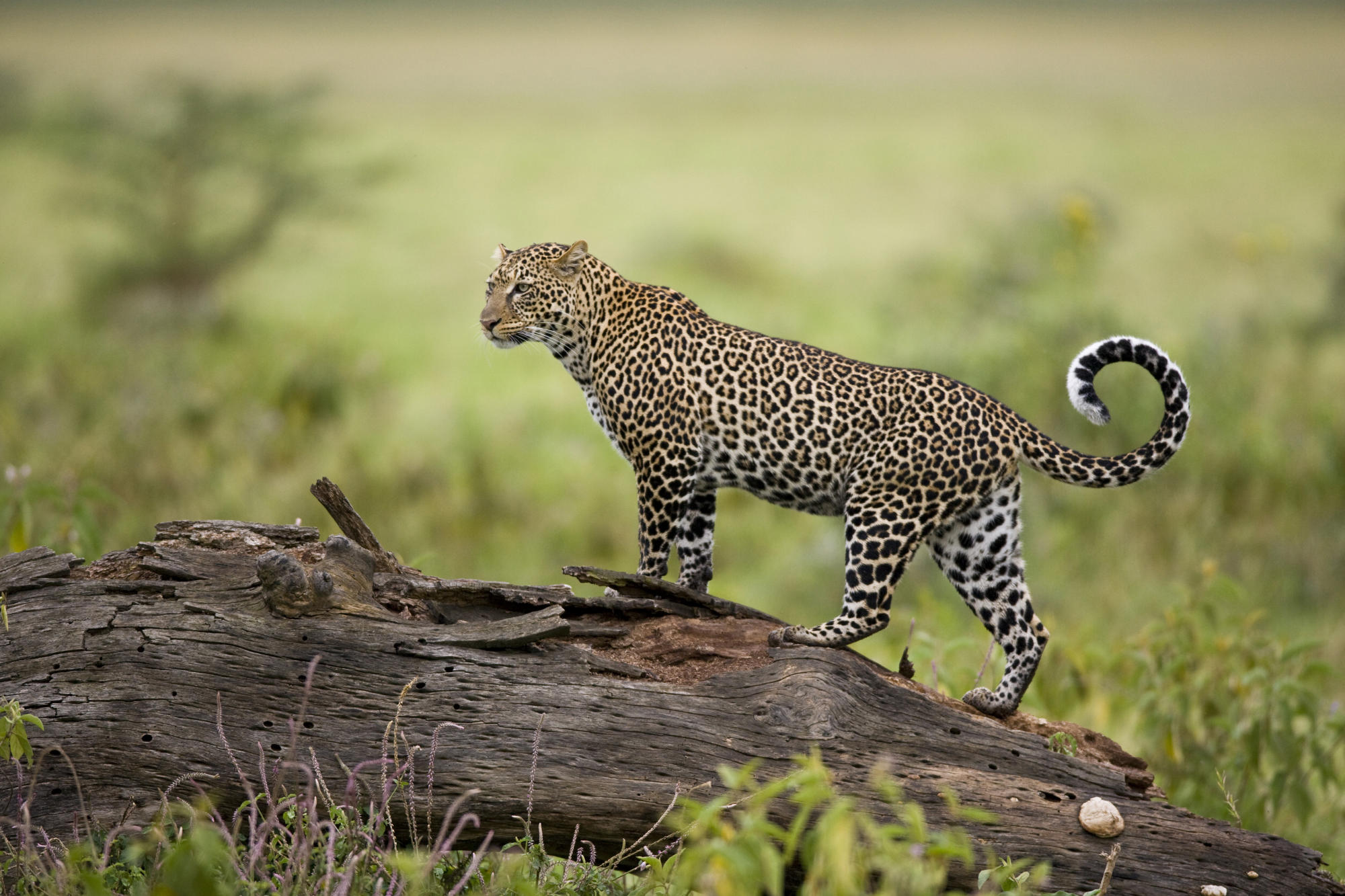 Леопард гепард ягуар