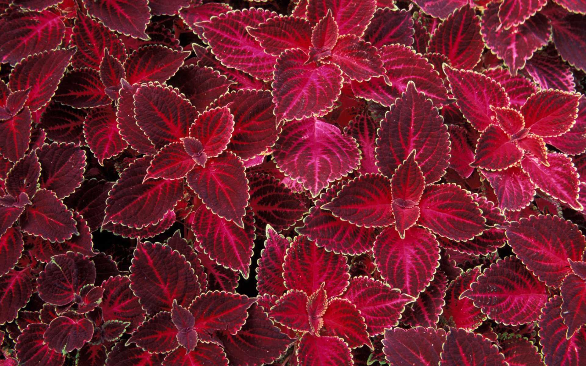 Coleus HD download for free