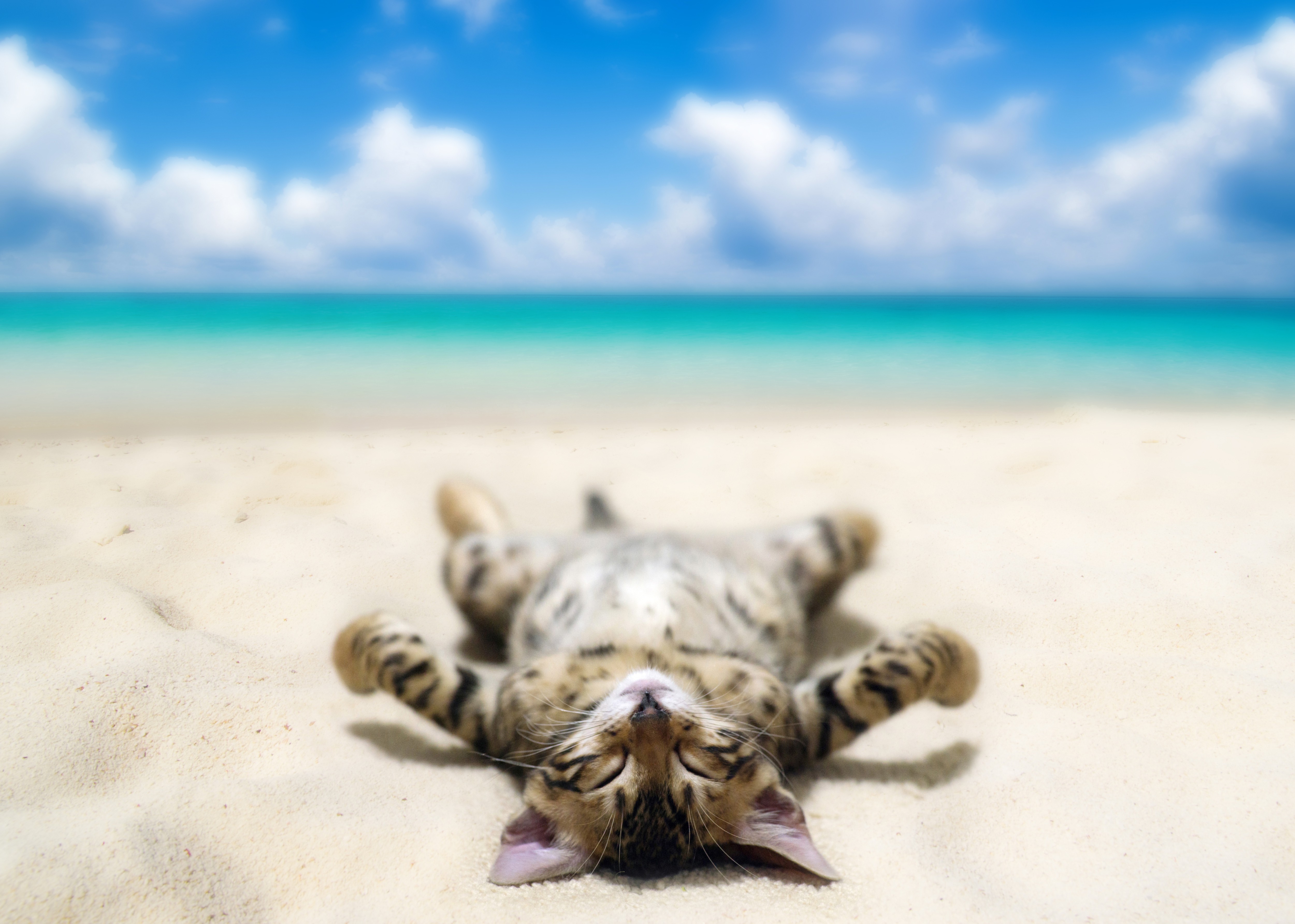 Котенок на пляже