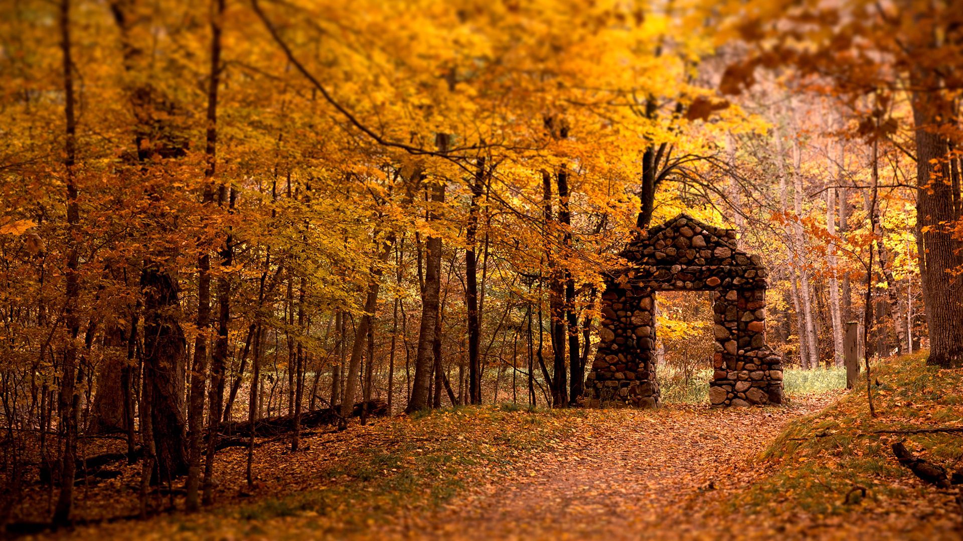 nature, trees, stones, autumn, leaves, forest, wall, opening, aperture Ultra HD, Free 4K, 32K