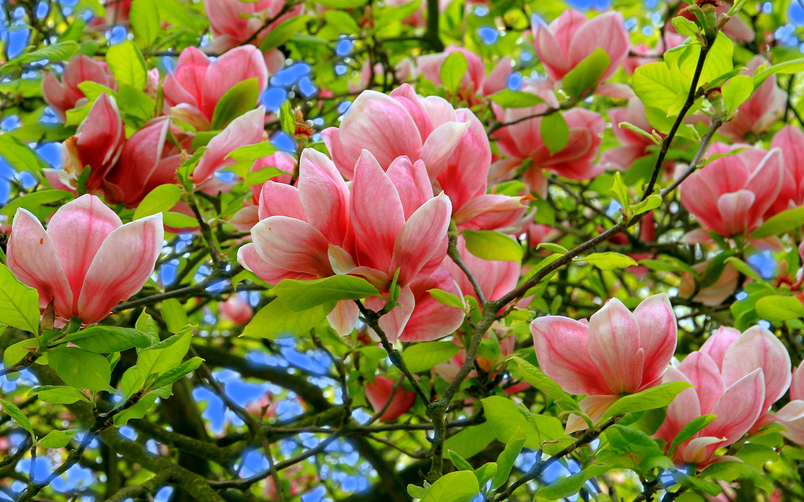magnolia, earth, blossom, branch, close up, flower, magnolia blossom, nature, pink flower, trees wallpapers for tablet