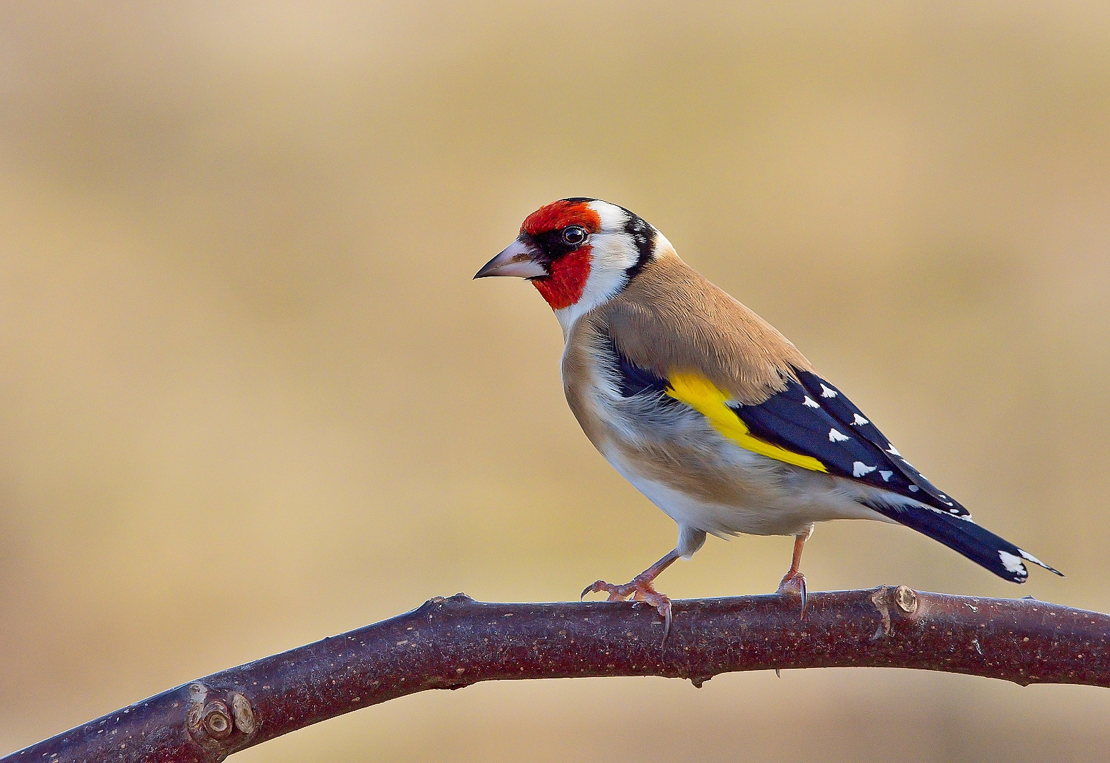 european goldfinch, goldfinch, animal, bird, birds UHD