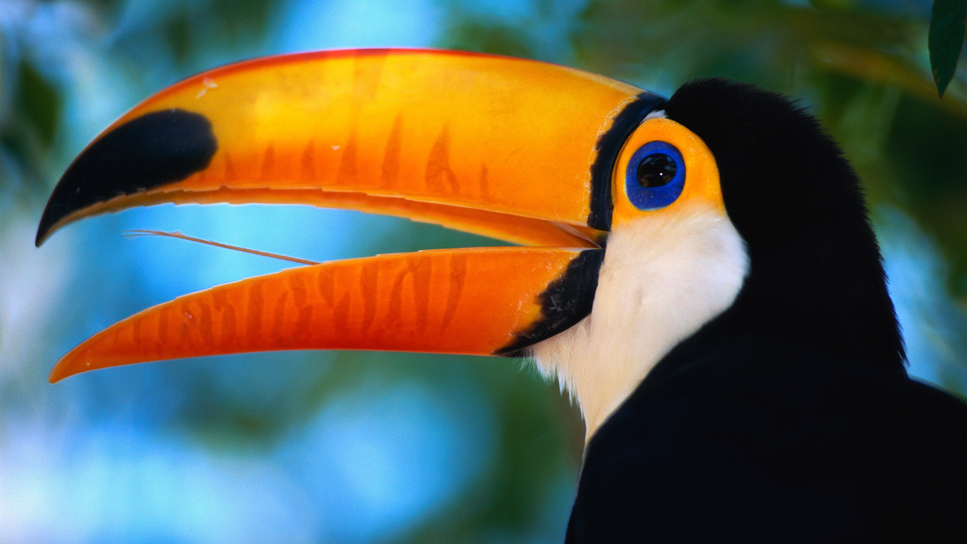 animal, toco toucan, birds cellphone