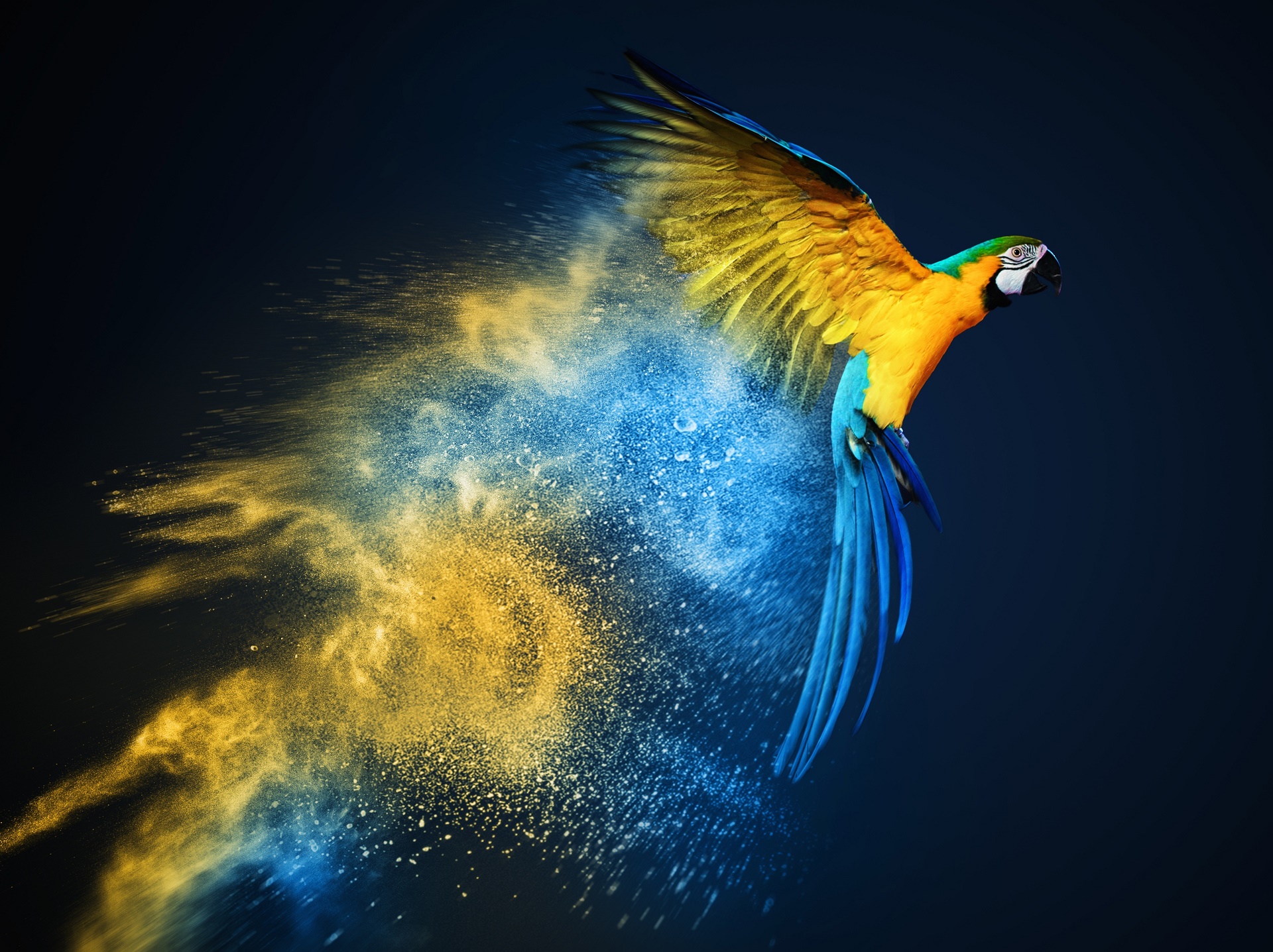 bird, macaw, animal, blue and yellow macaw, parrot, birds