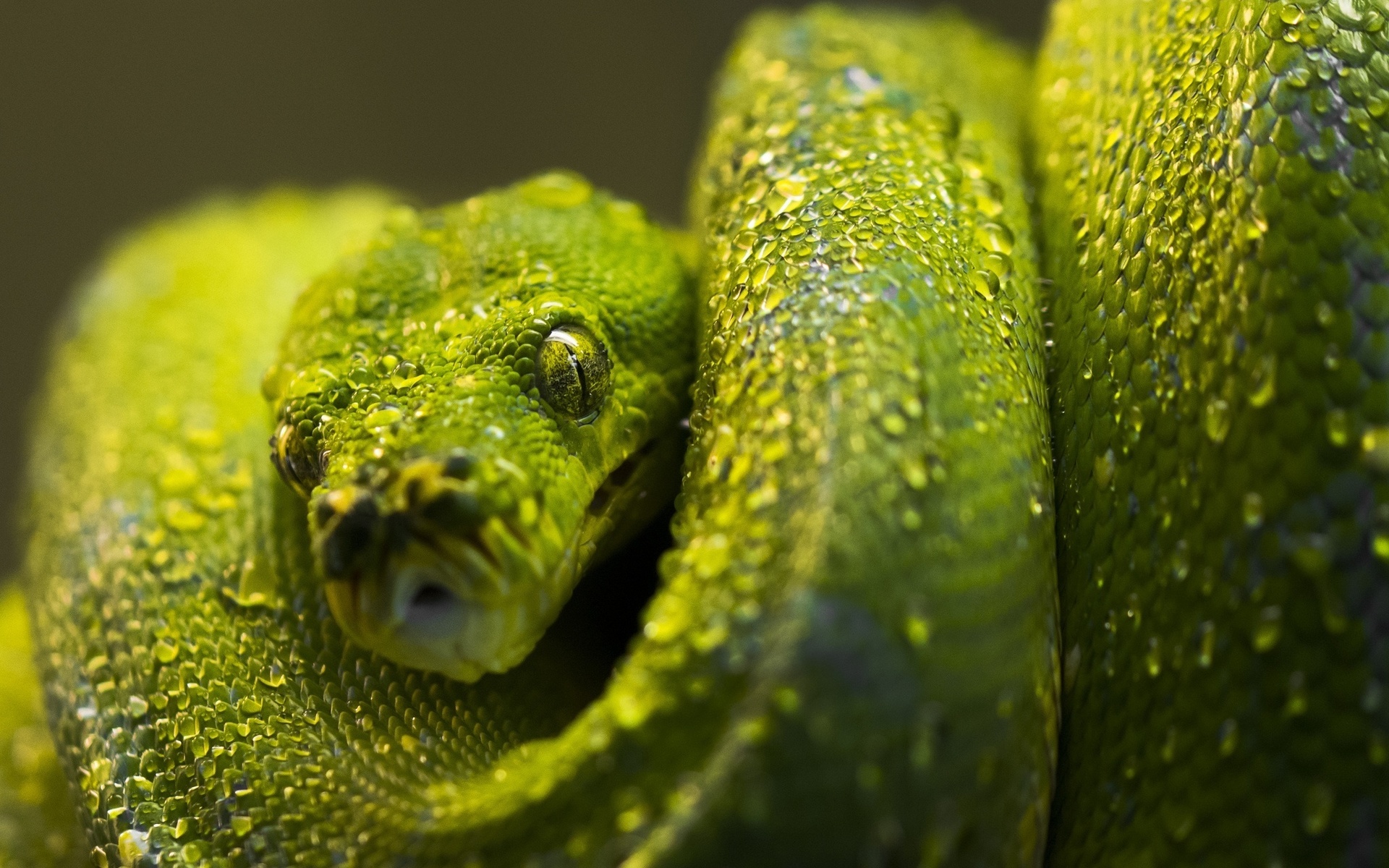 Вайпер змея желто зеленая