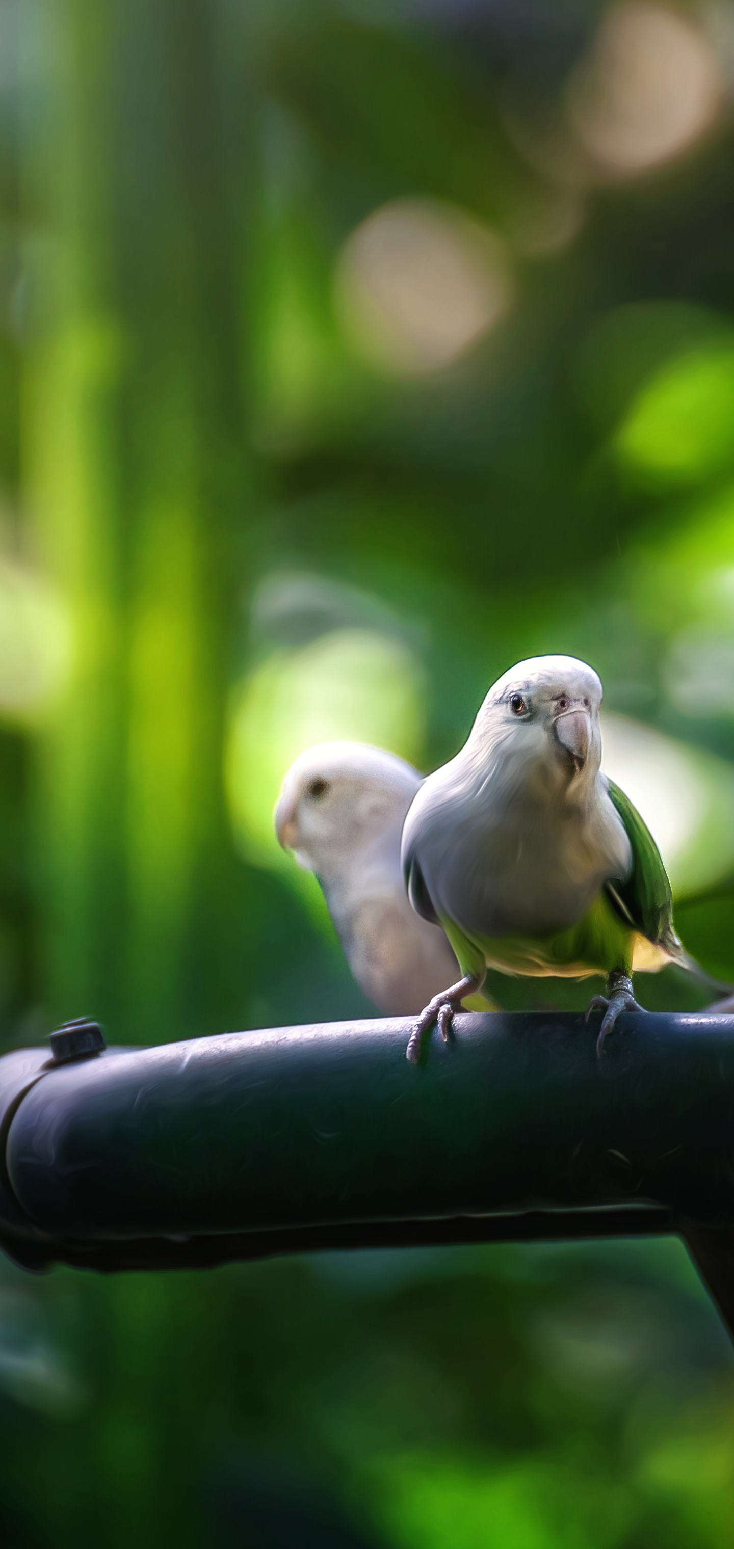 HD budgies wallpapers | Peakpx