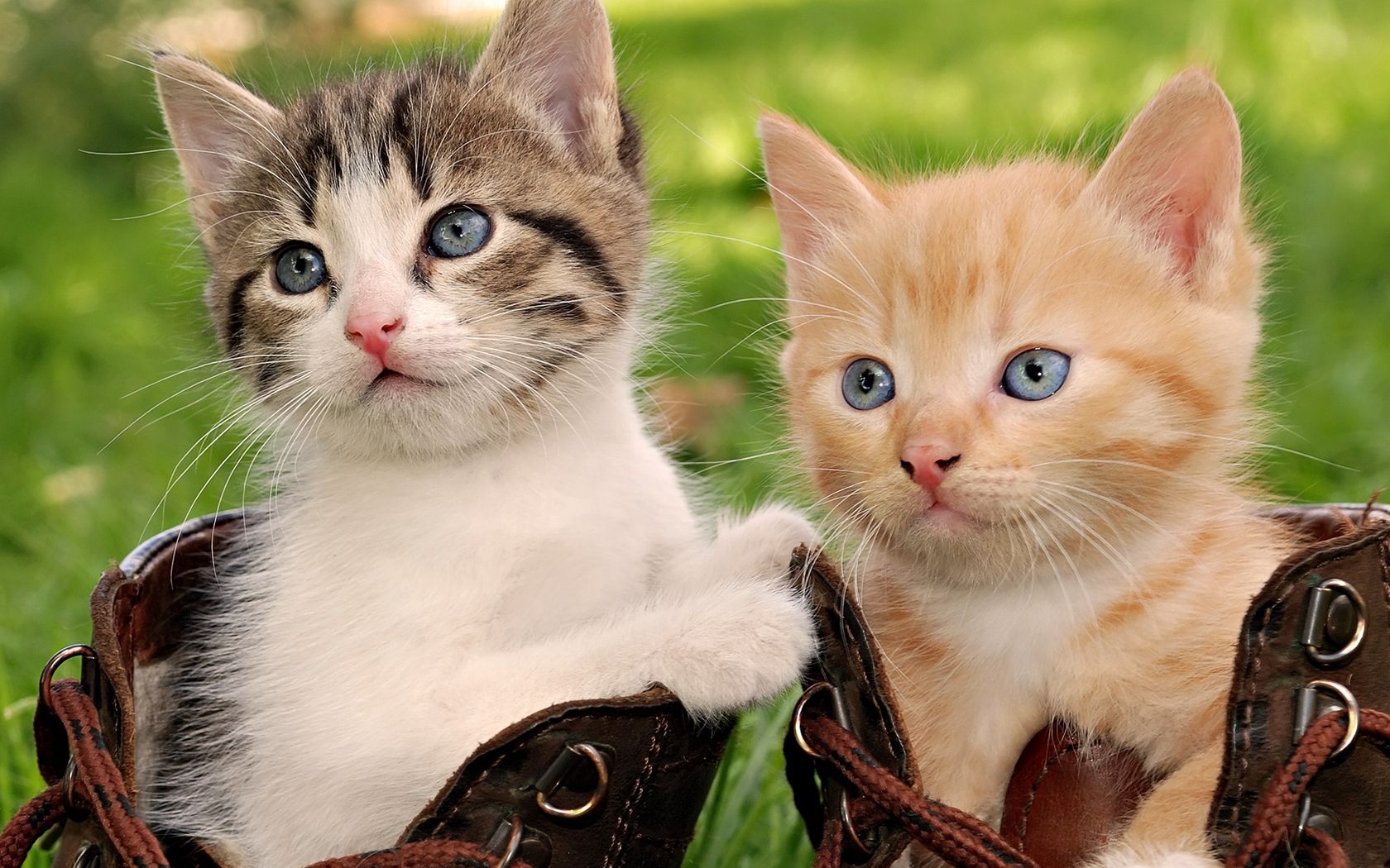 kittens, animals, sit, couple, pair, playful, boots, shoes cellphone