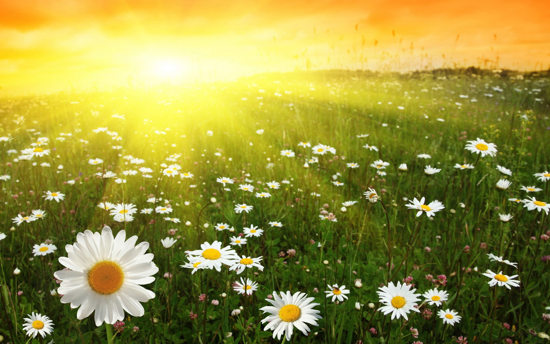 Download mobile wallpaper Daisy, Flowers, Earth for free.