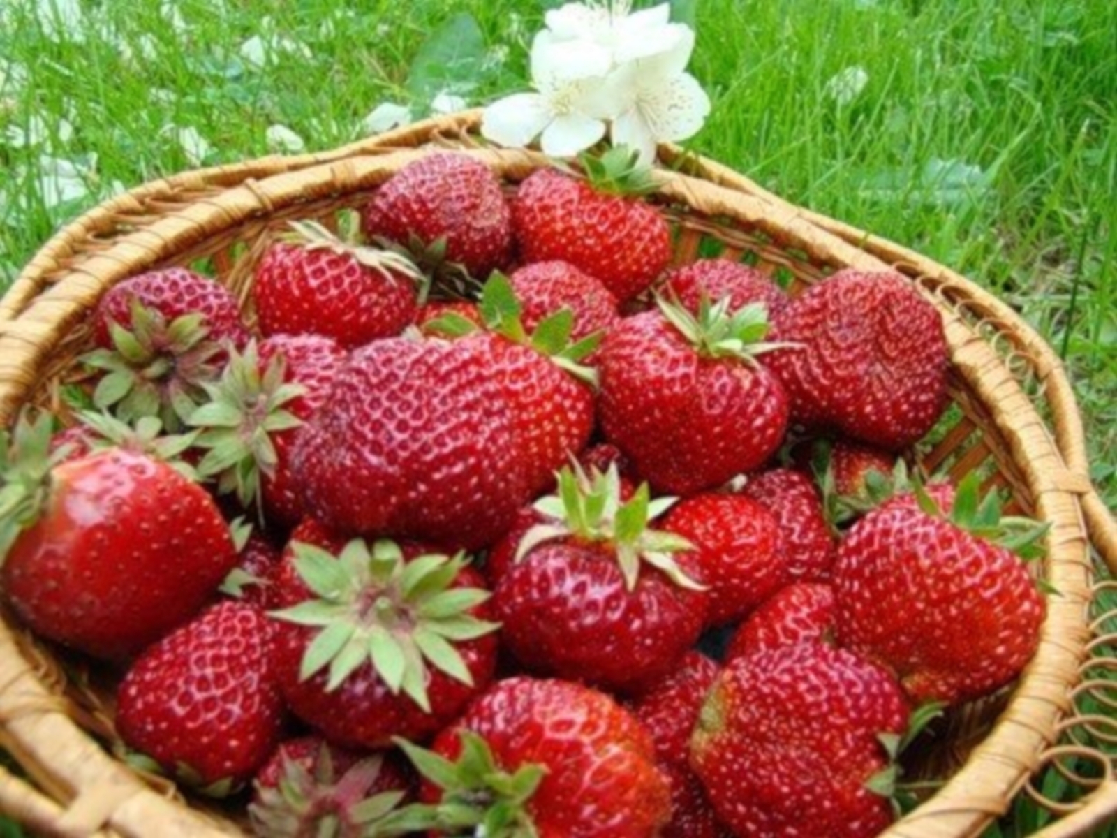 Handy-Wallpaper Obst, Lebensmittel, Berries, Pflanzen, Erdbeere kostenlos herunterladen.