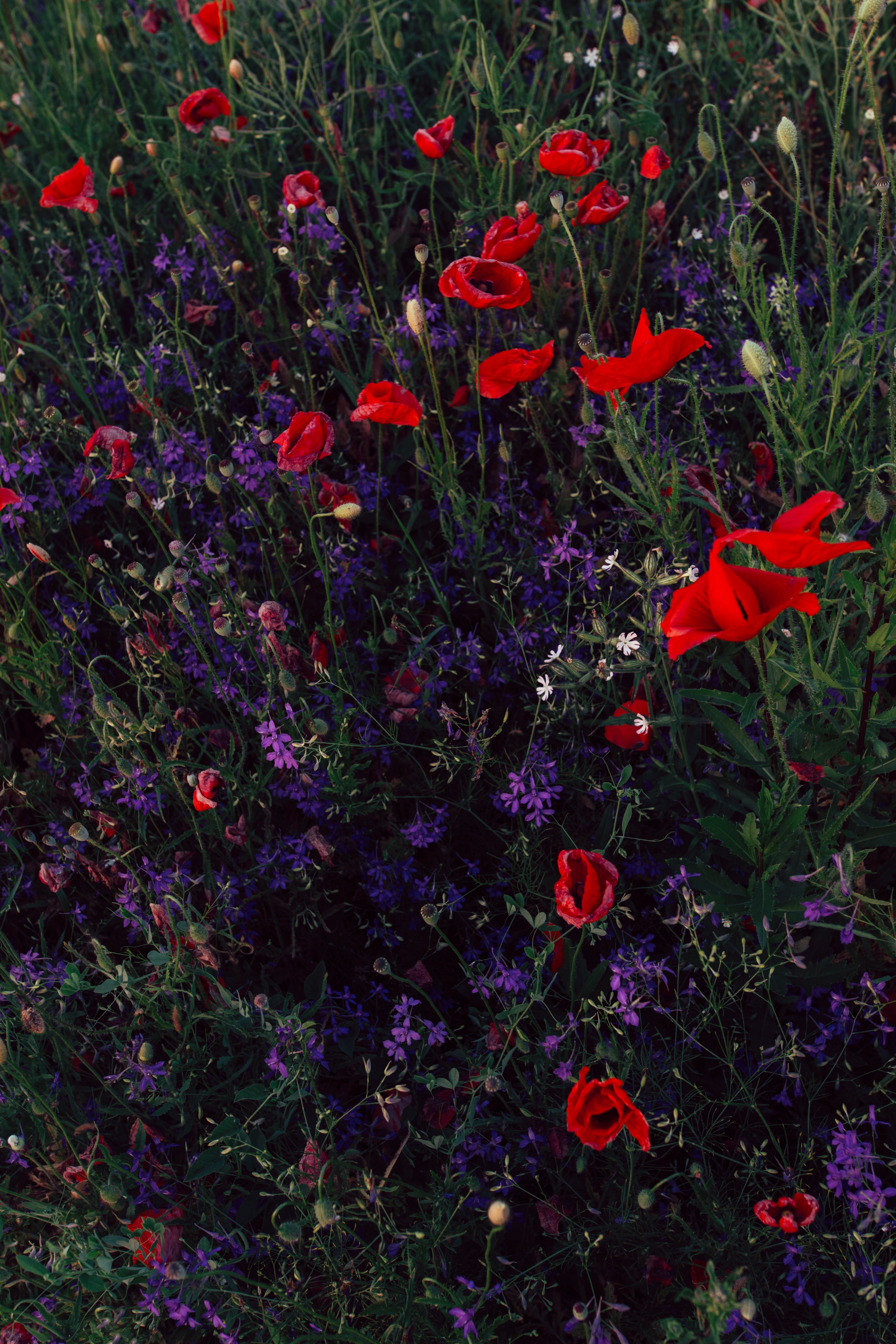 flowers, poppies, field, wild, tweezers, sokirks Full HD