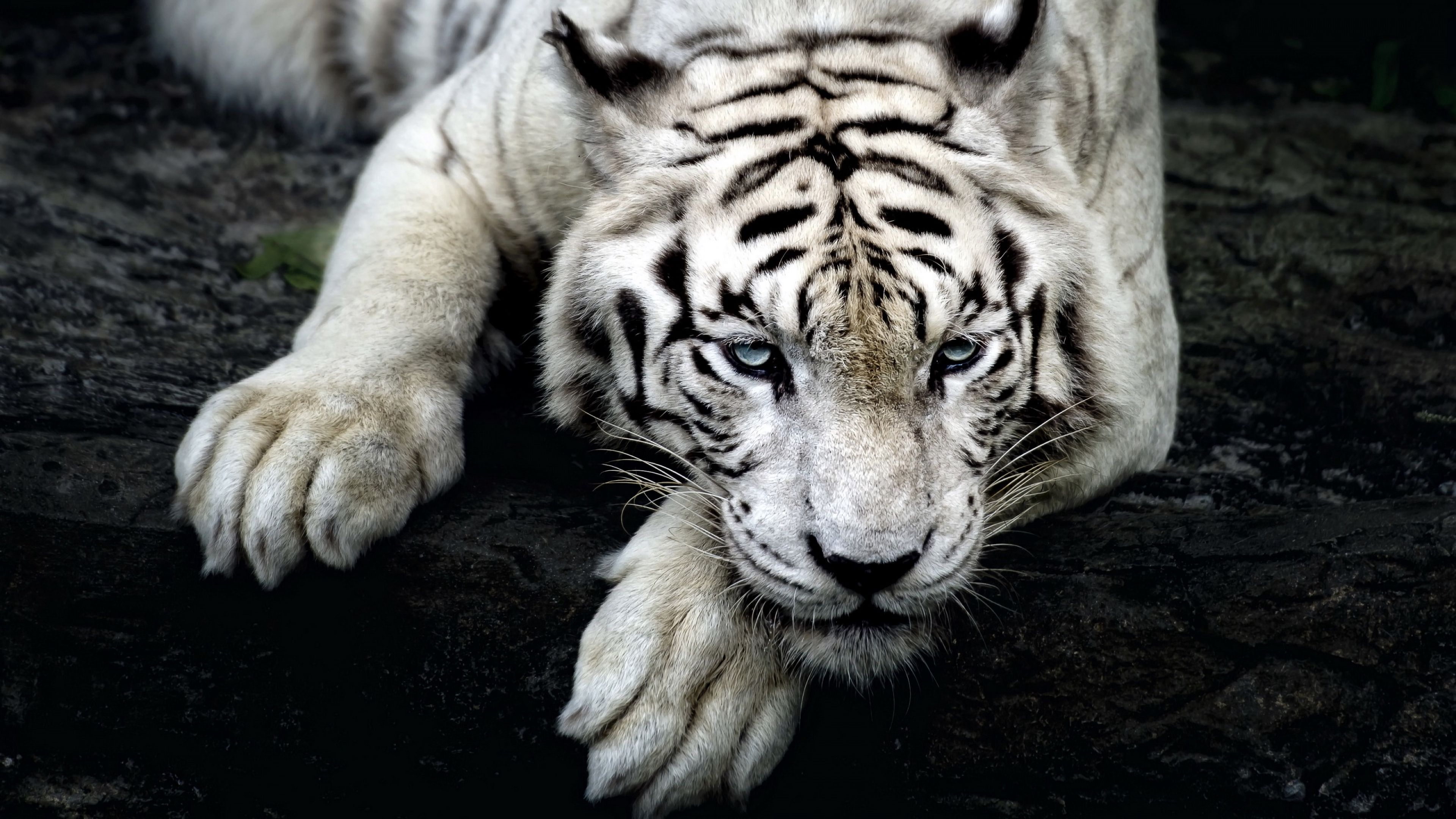 109956 télécharger le fond d'écran tigre blanc, animaux, tigre, prédateur, vue, opinion, patte - économiseurs d'écran et images gratuitement