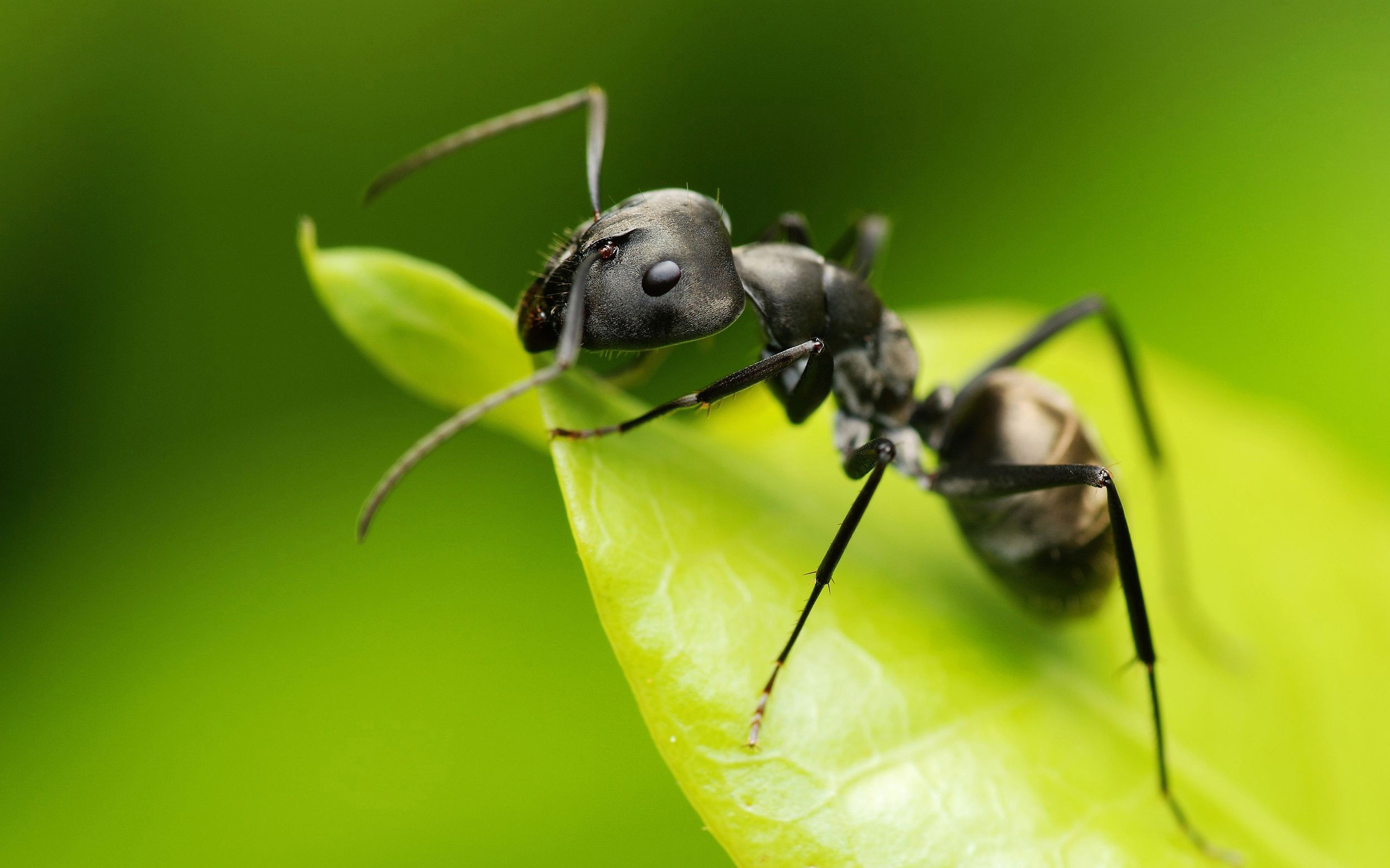 animal, ant phone wallpaper