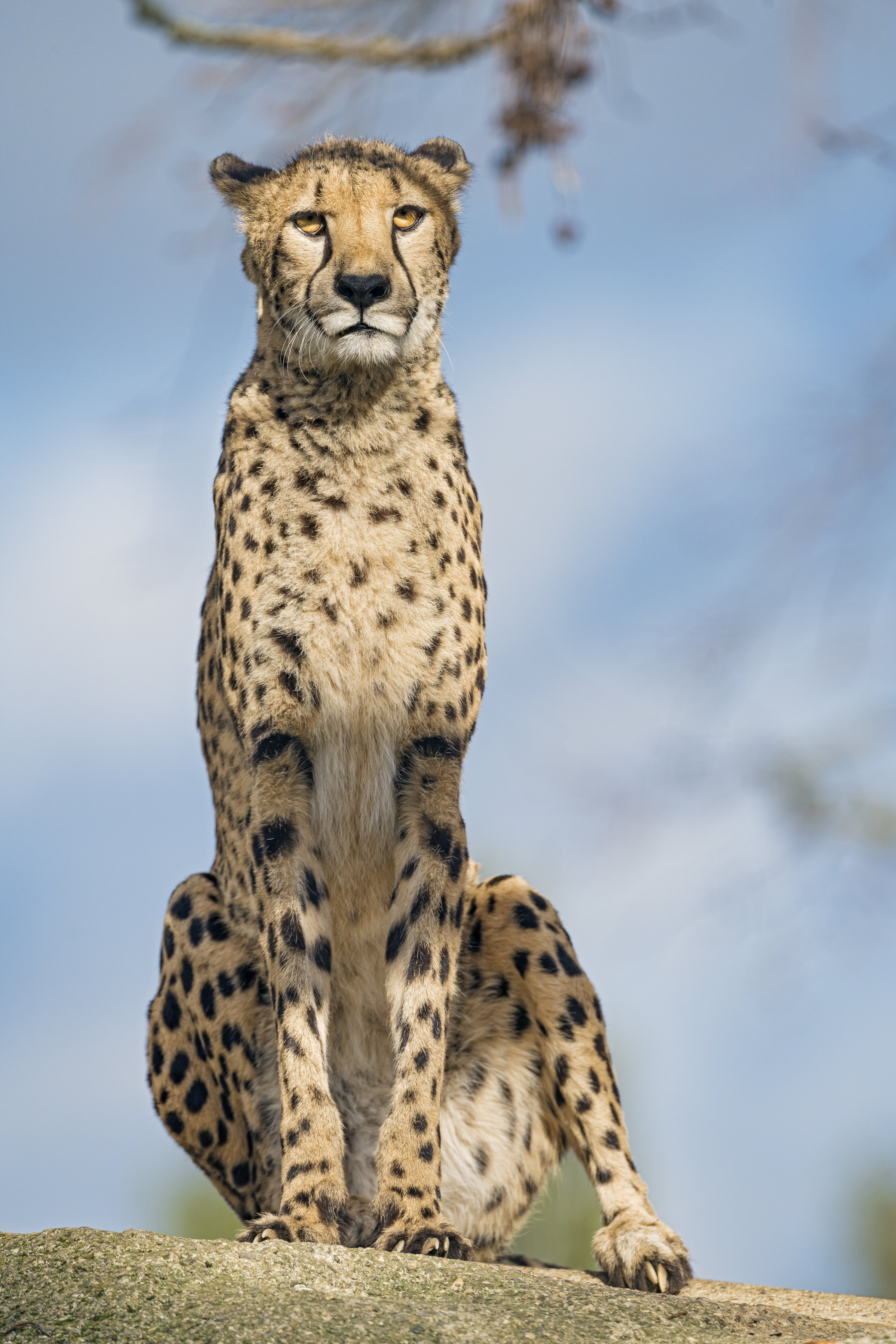 Cool Cheetah HD Wallpaper