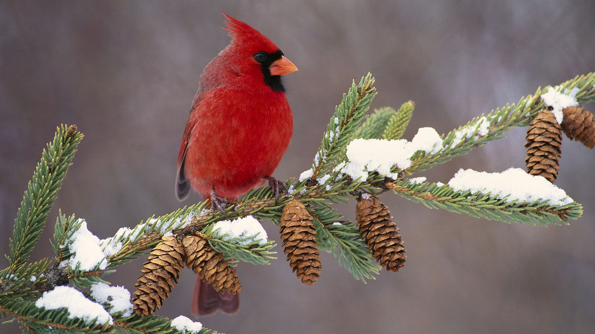 animals, snow, bird, branch, color, cardinal