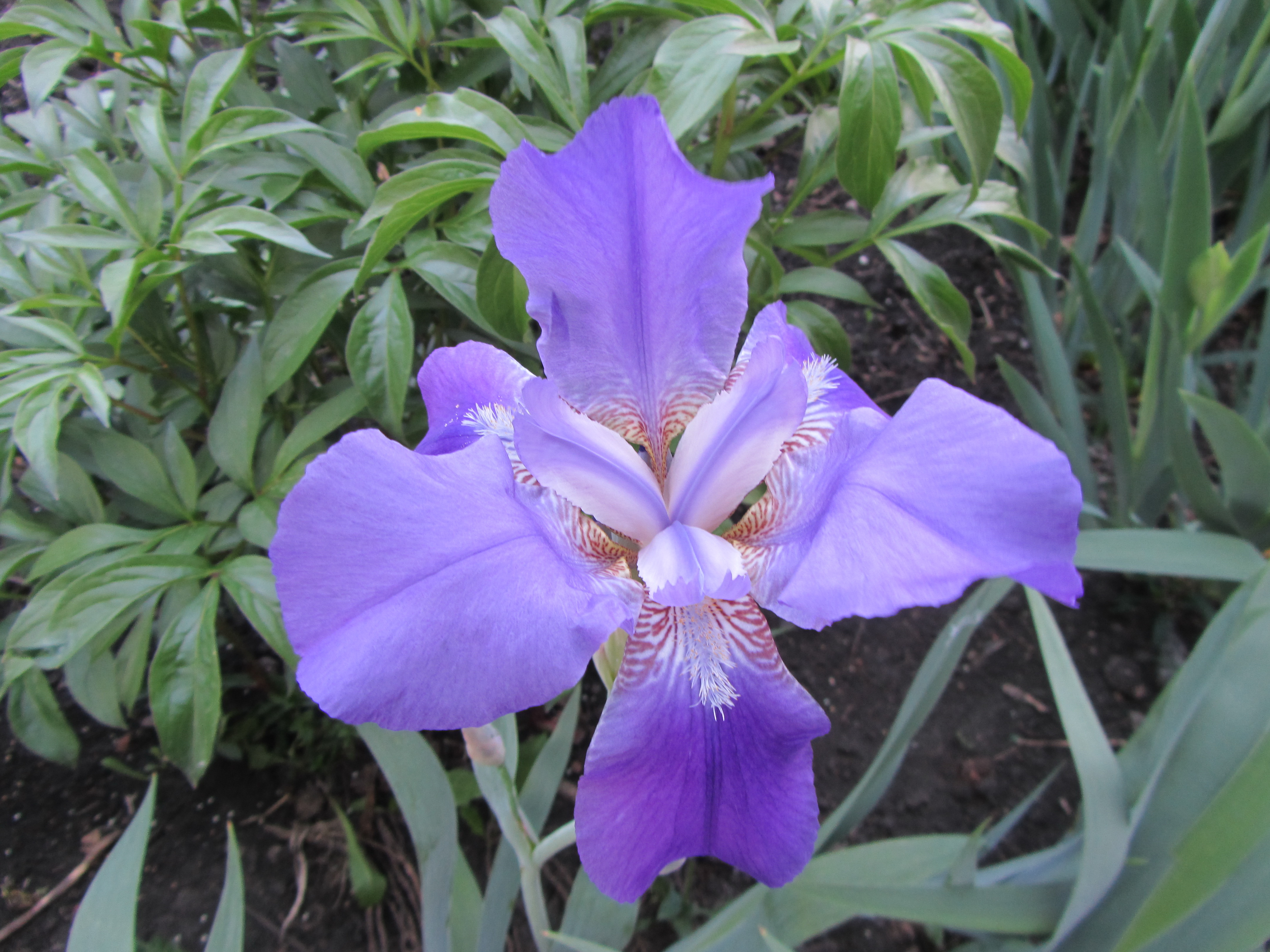 earth, iris, flowers