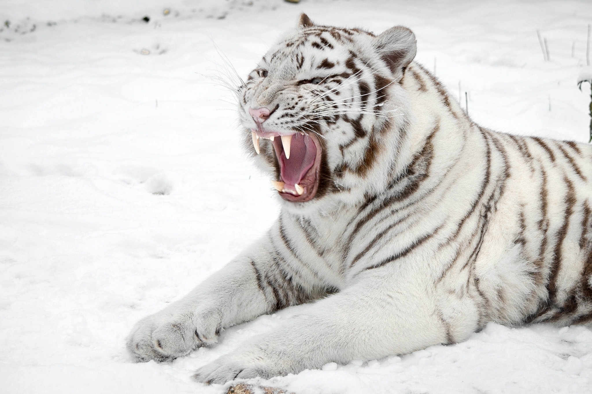 133709 baixar papel de parede animais, neve, gato, cair, predator, predador, tigre, boca, tigre branco - protetores de tela e imagens gratuitamente