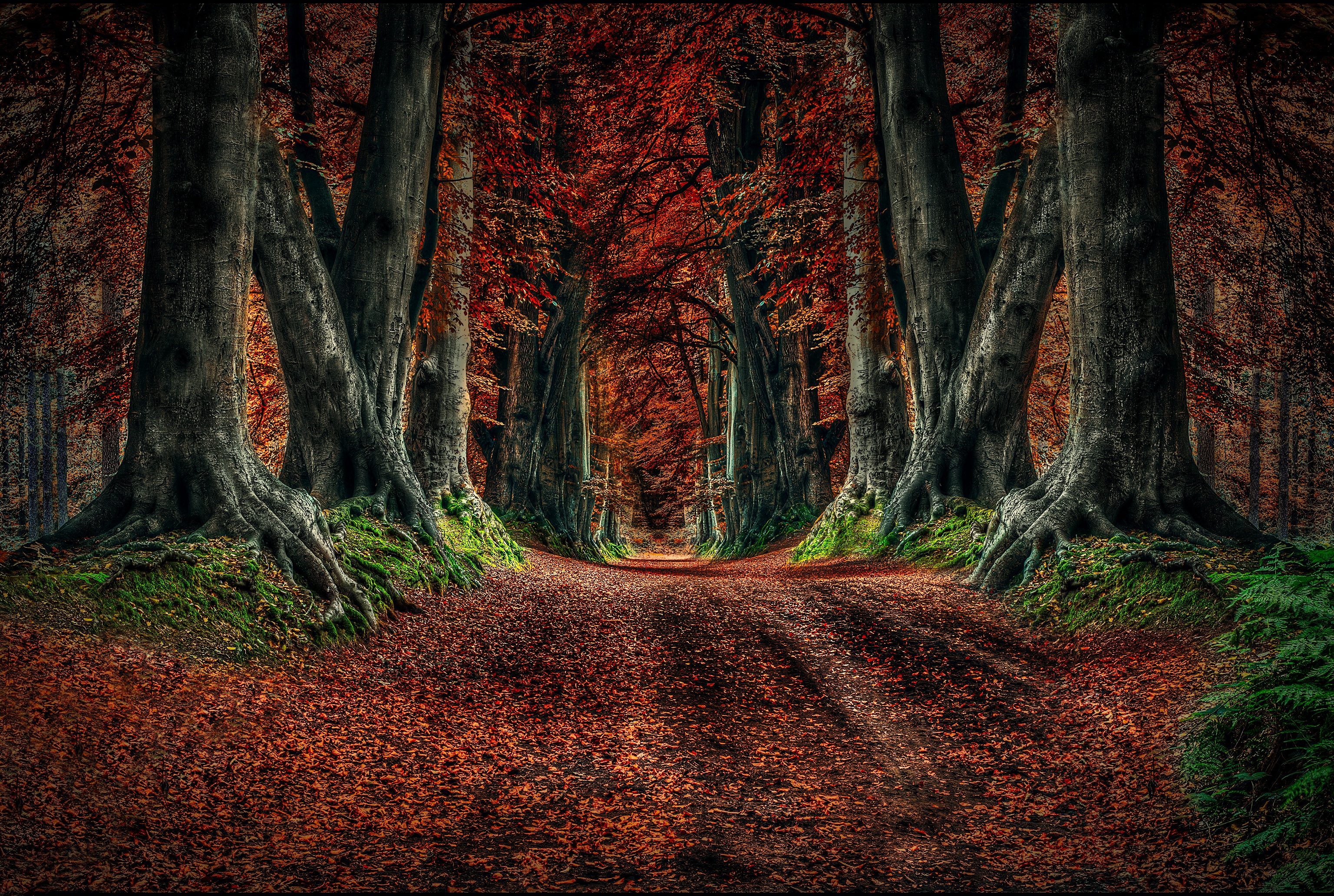 dirt road, earth, forest, fall, nature, tree Panoramic Wallpaper