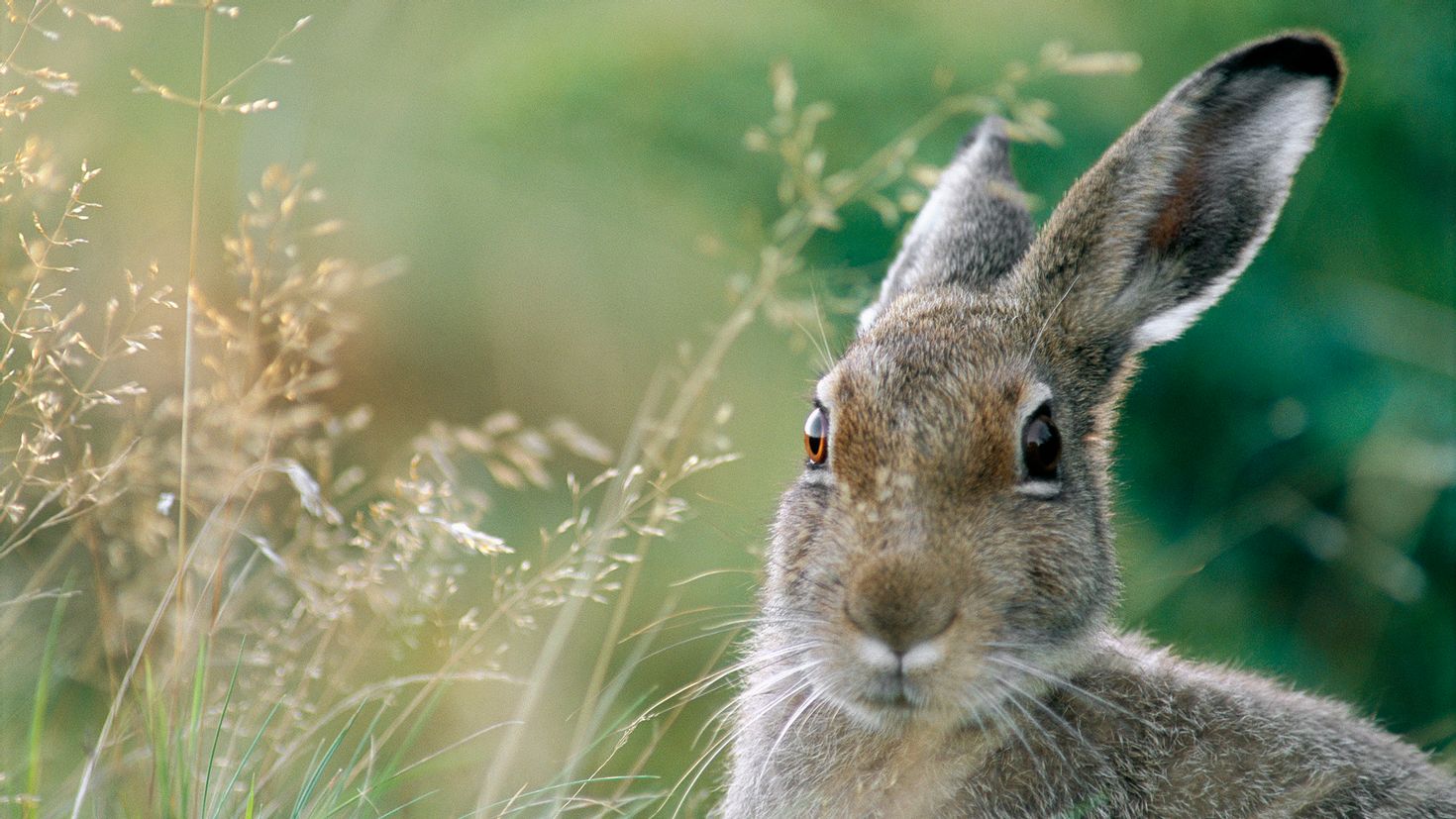 Hare's. Заяц-Русак. Зайчик. Красивый заяц. Морда зайца.