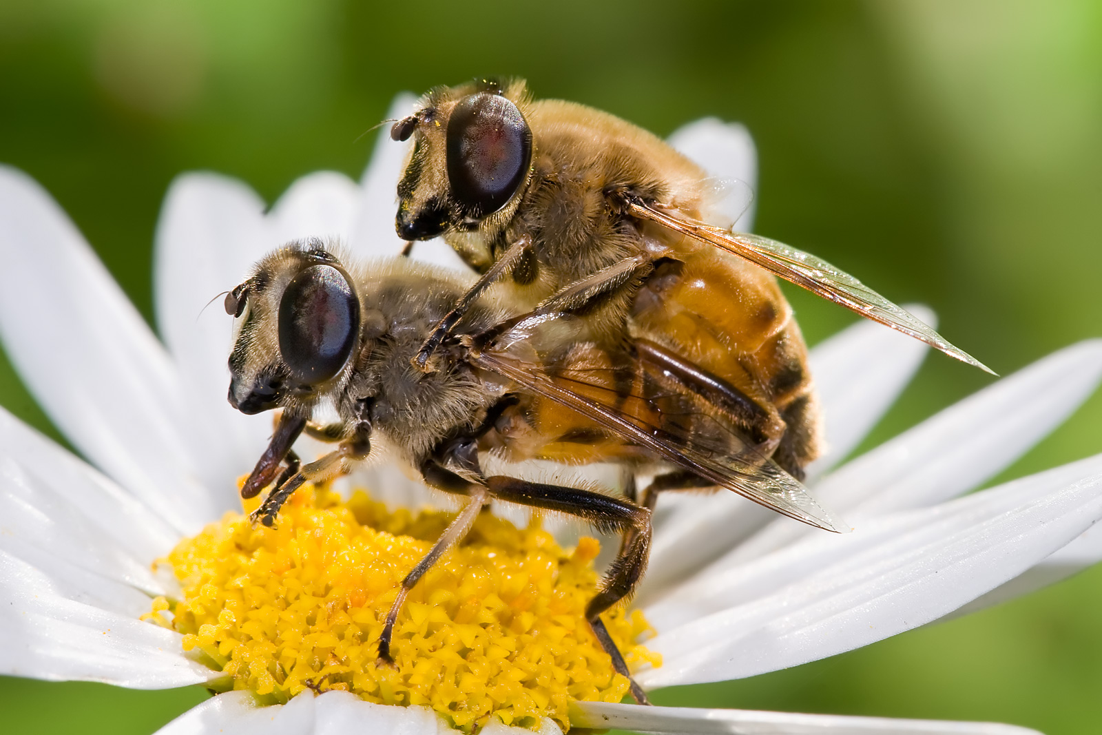 можно ли сажать пчелу на член фото 9