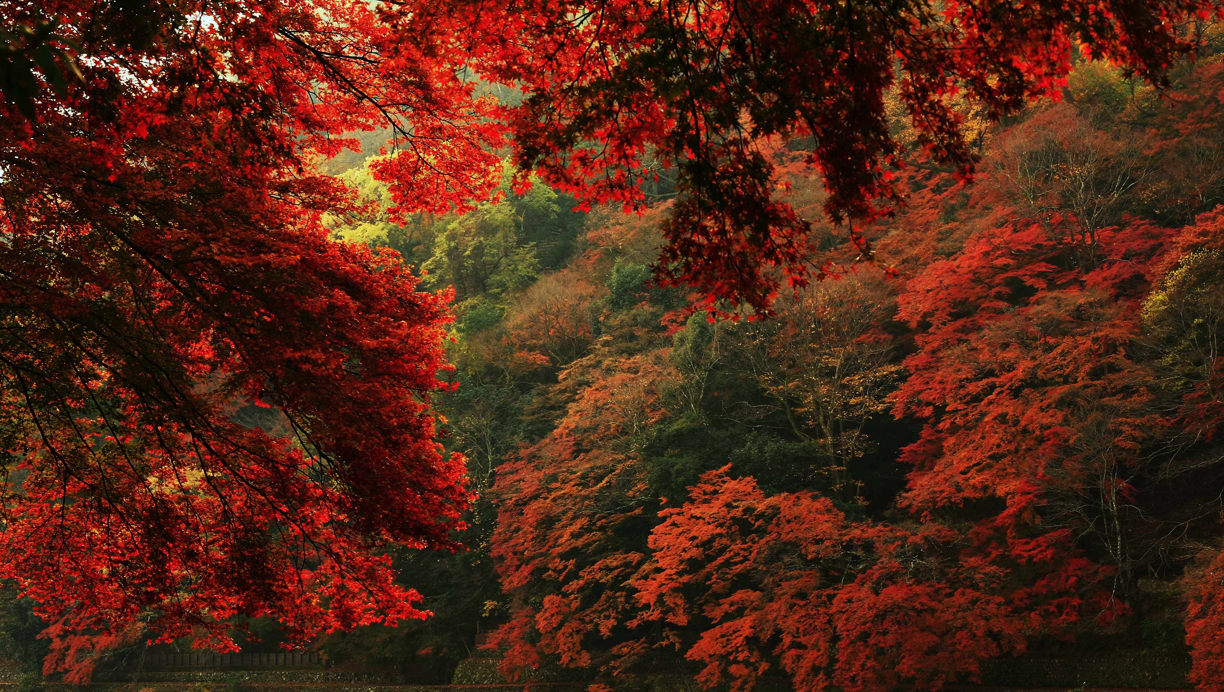 Величественными багряными. Осень фото. Осеннее дерево. Осенний лес. Красная осень.