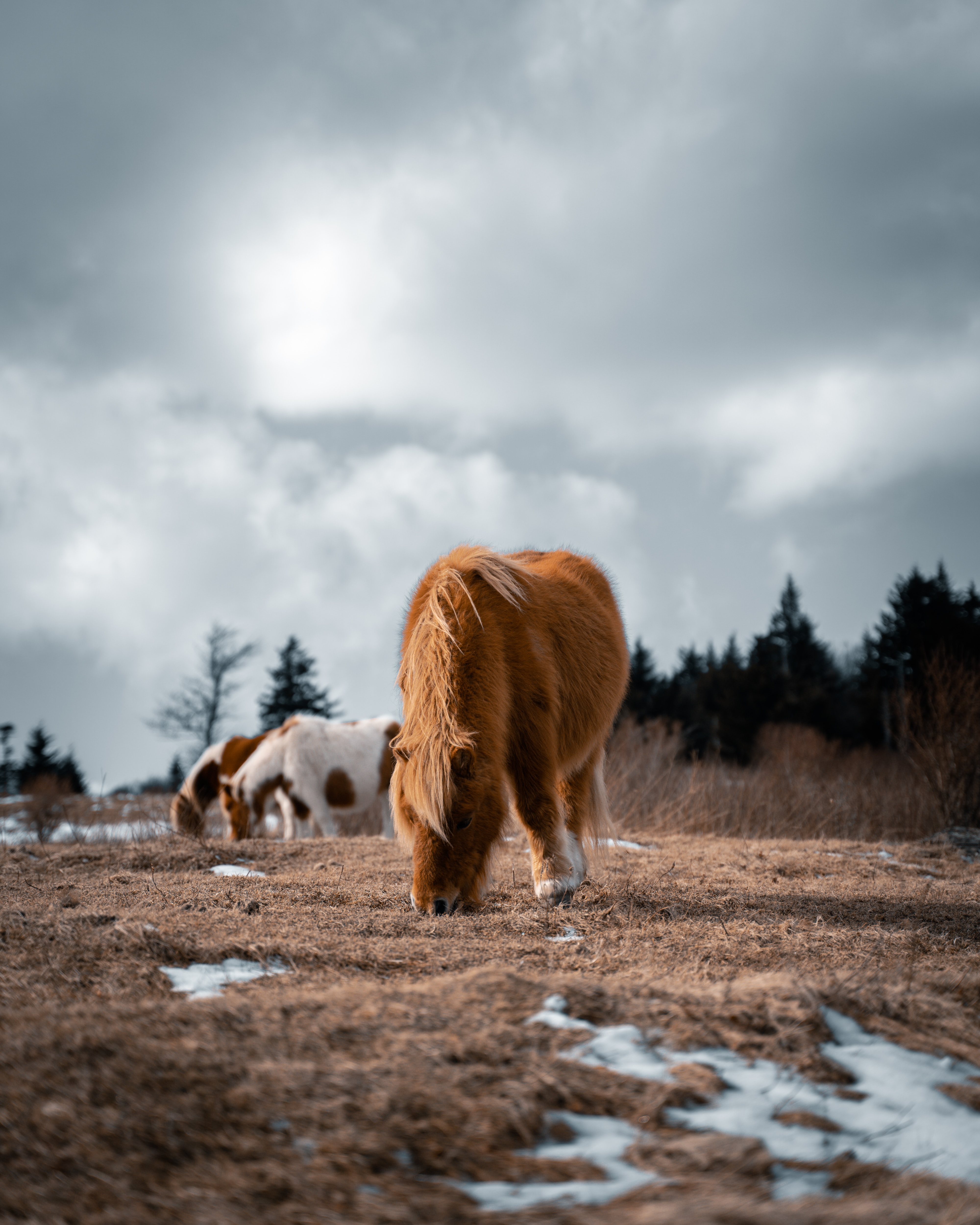 136668 免費下載壁紙 动物, 马匹, 蓬松的, 蓬松, 马, 小马, 冰岛马 屏保和圖片