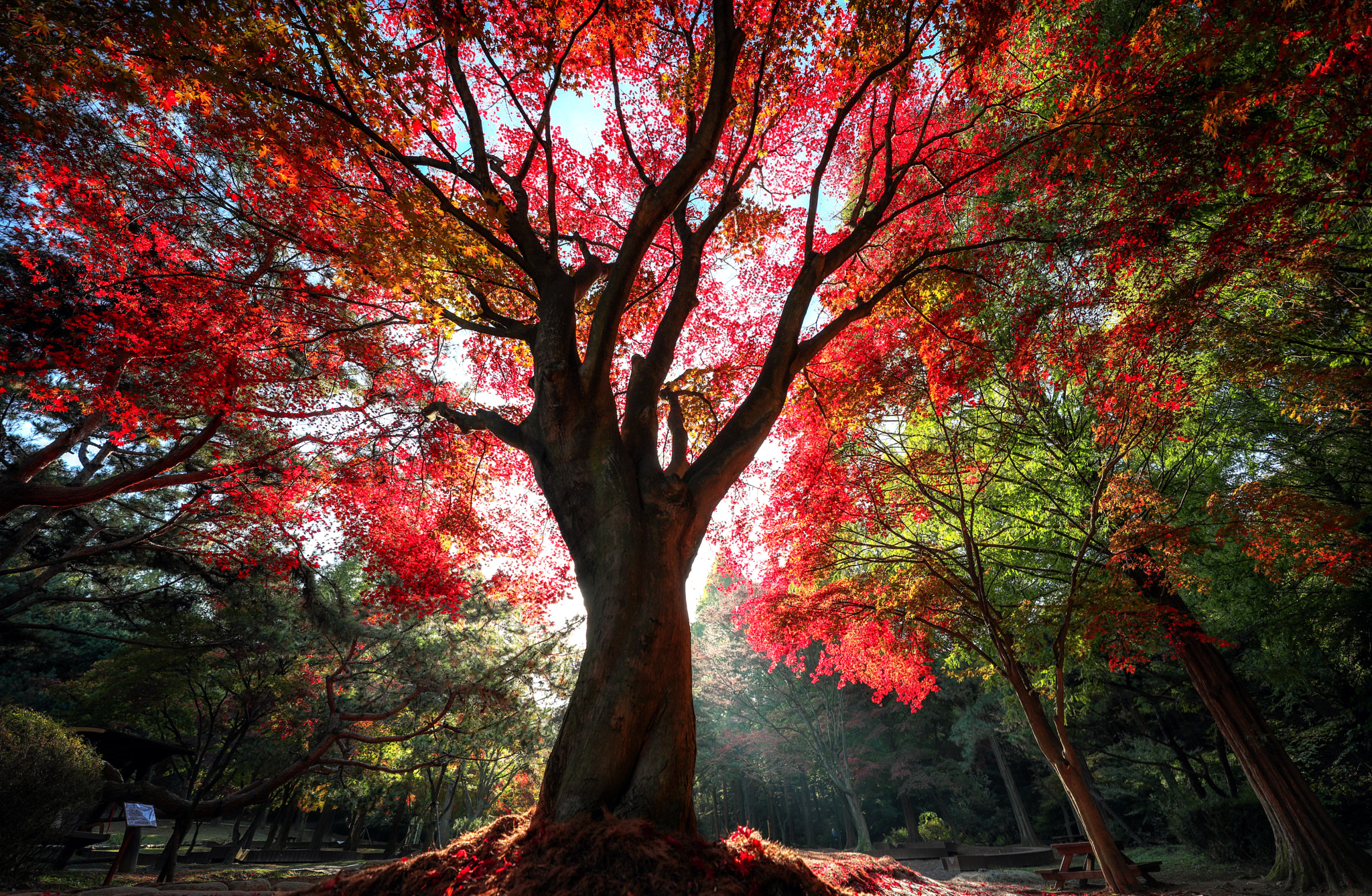 Деревья осенью необычные
