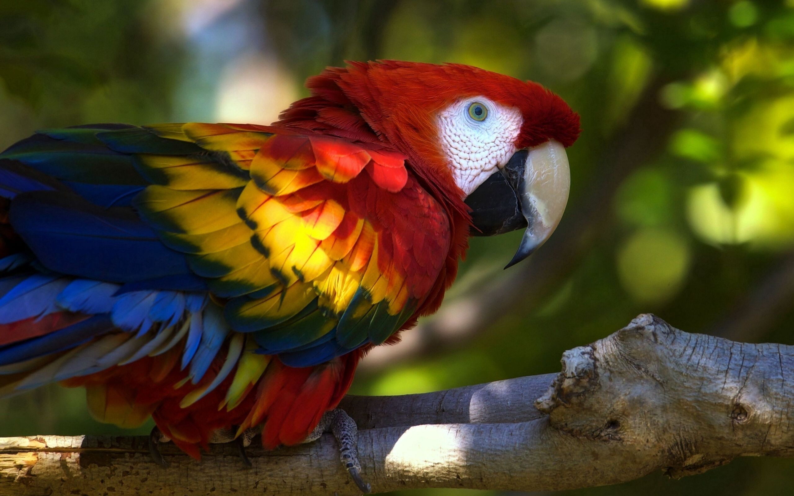 Free download wallpaper Bird, Macaw, Animals, Branch, Parrots on your PC desktop