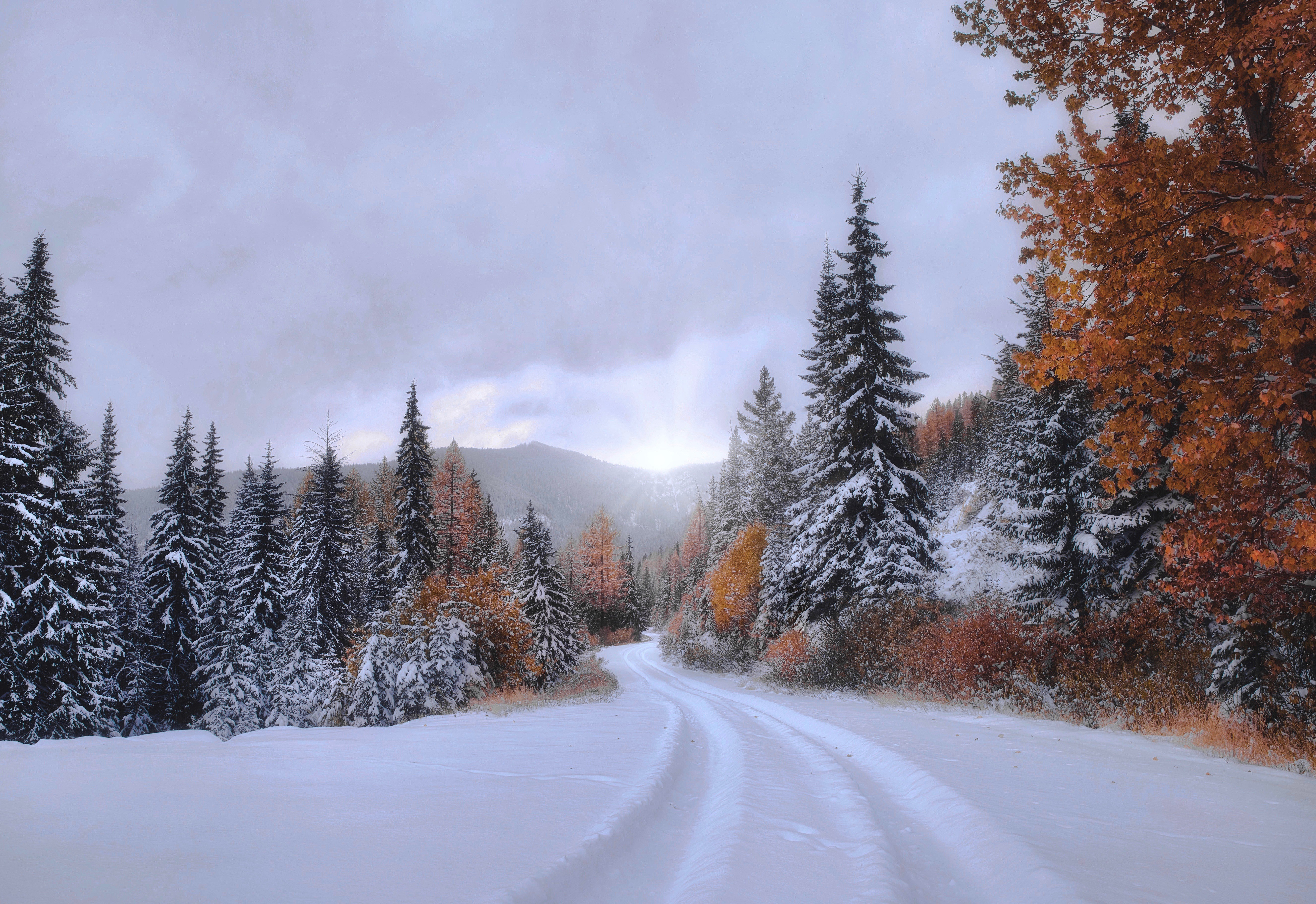 earth, fall, forest, montana, path, snow, spruce download HD wallpaper