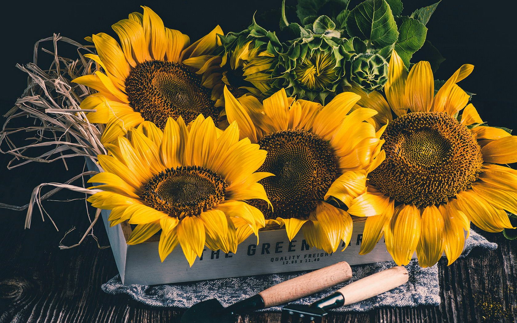 photography, still life, box, sunflower, yellow flower