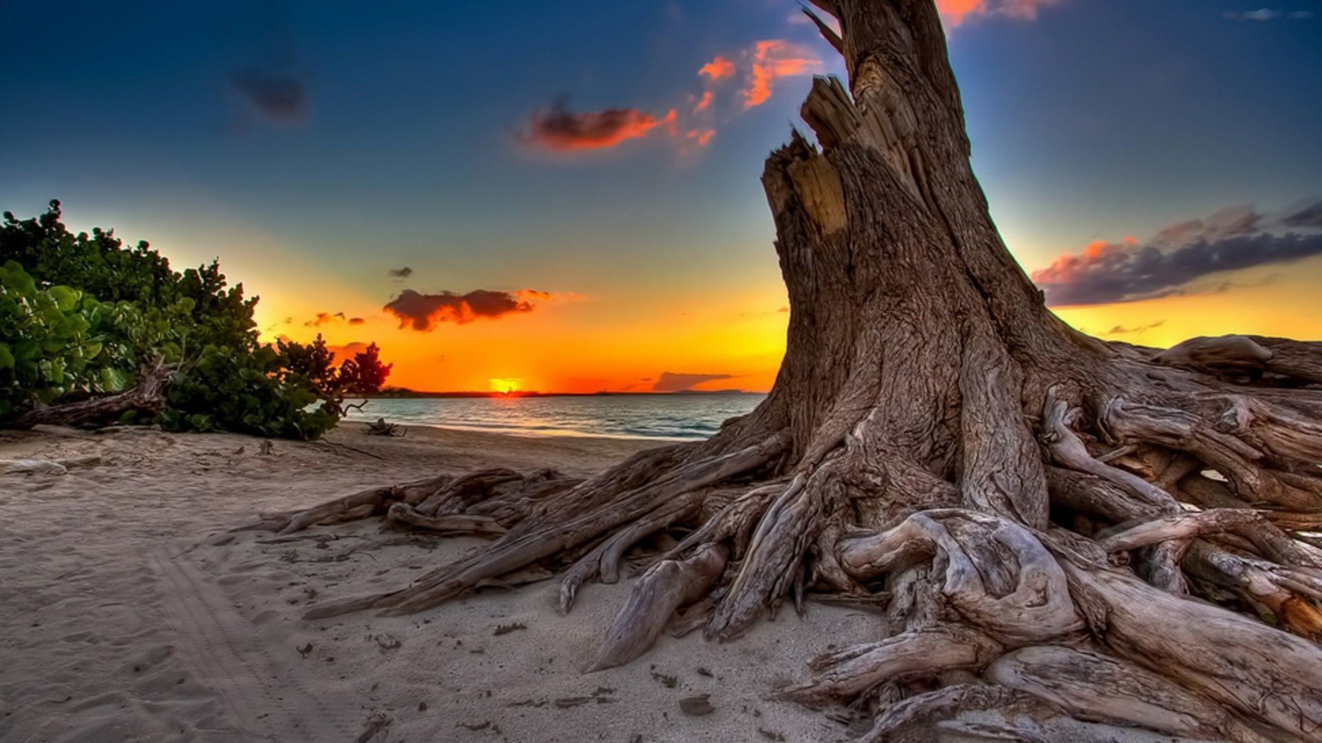 earth, sunset, beach, ocean, sea, stump, tree HD wallpaper