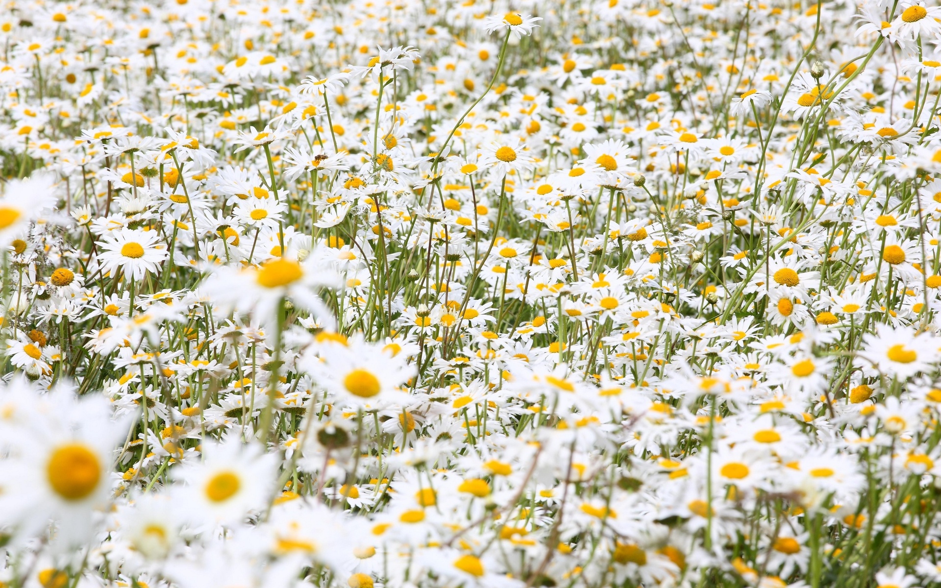 Download mobile wallpaper Daisy, Flowers, Nature, Flower, Earth for free.