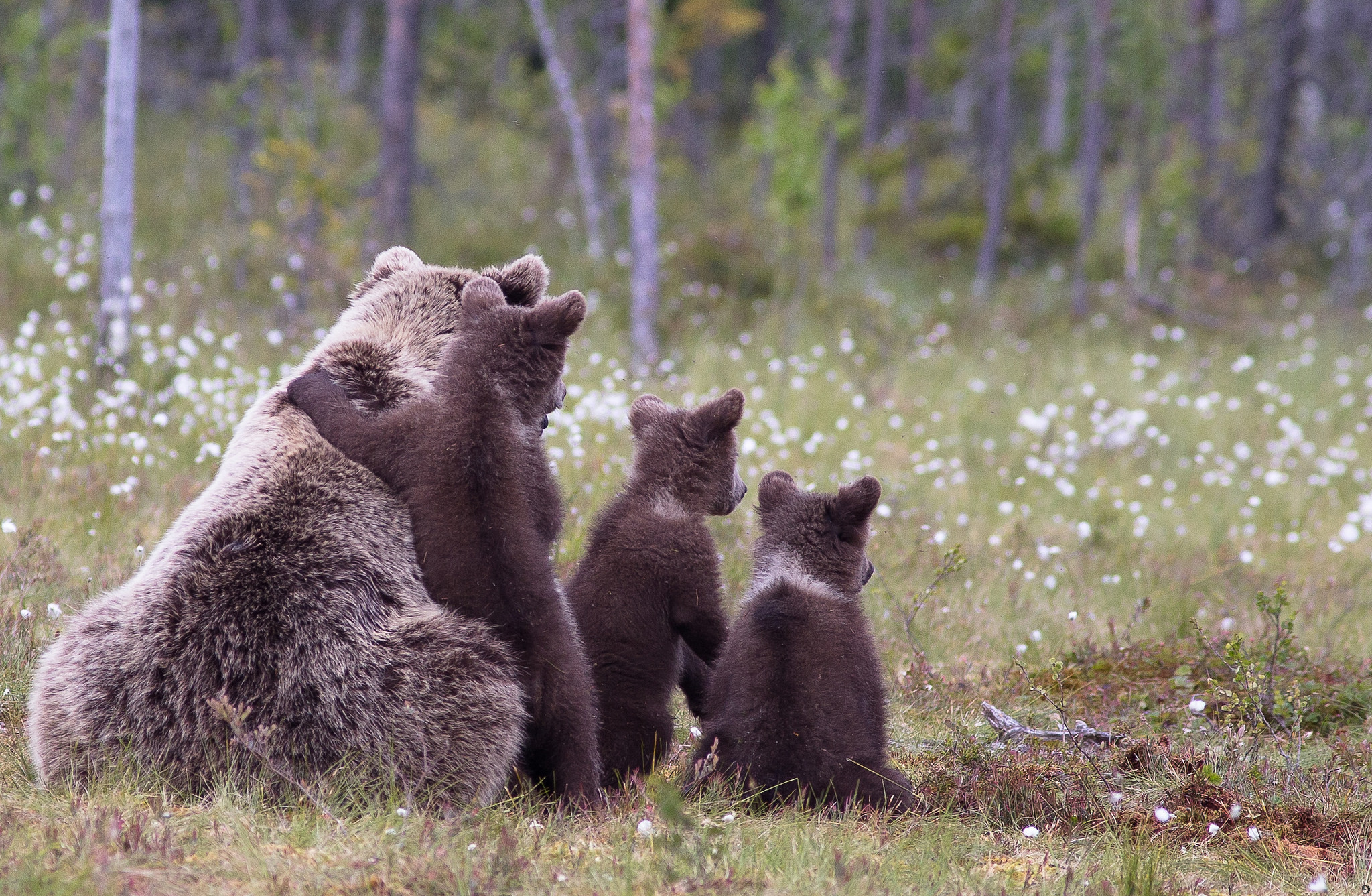 Laden Sie das Jungen, Familie, Jung, Grass, Bären, Die Familie, Tiere-Bild kostenlos auf Ihren PC-Desktop herunter