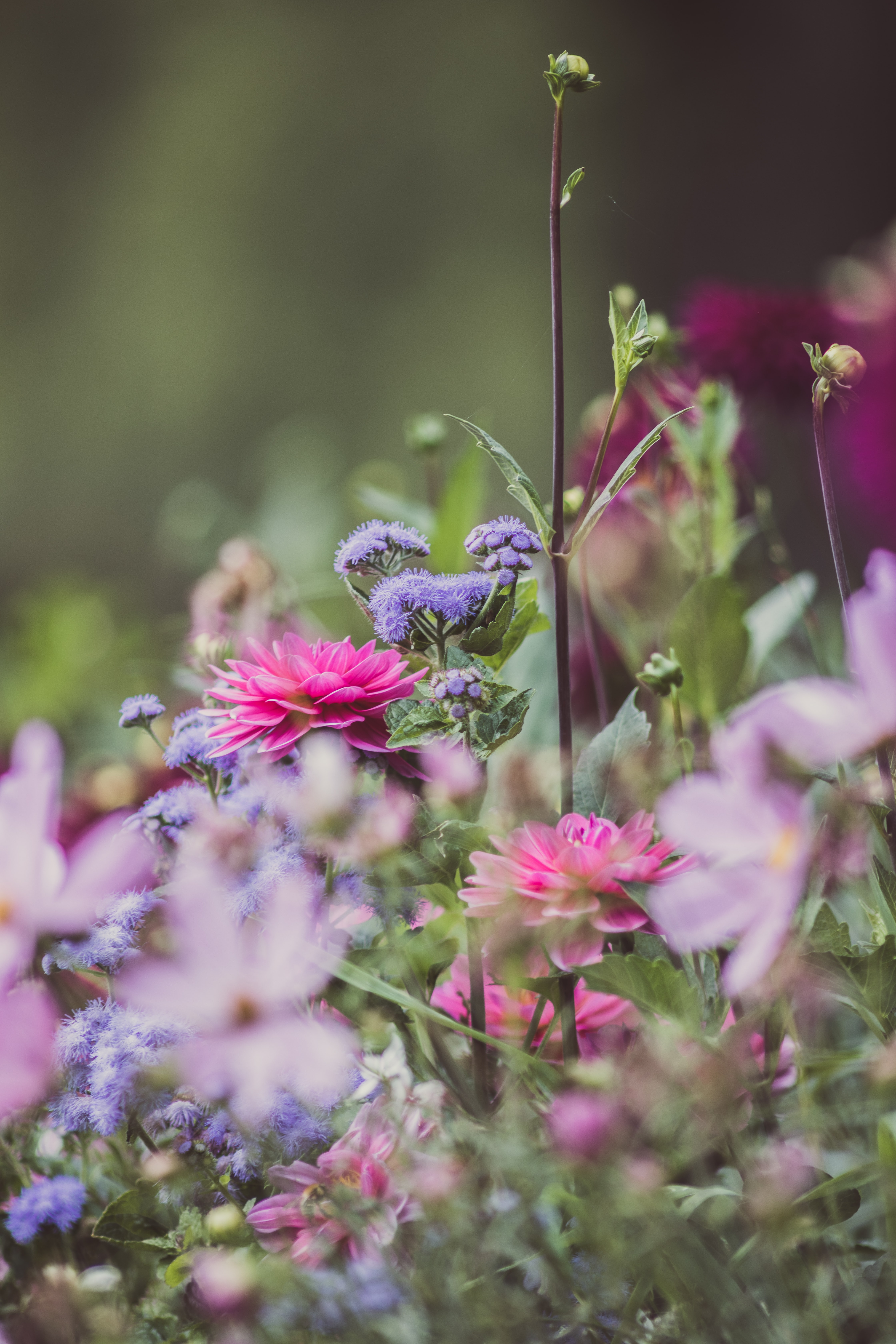 Laden Sie das Blühen, Blühenden, Garten, Dahlien, Blumen-Bild kostenlos auf Ihren PC-Desktop herunter