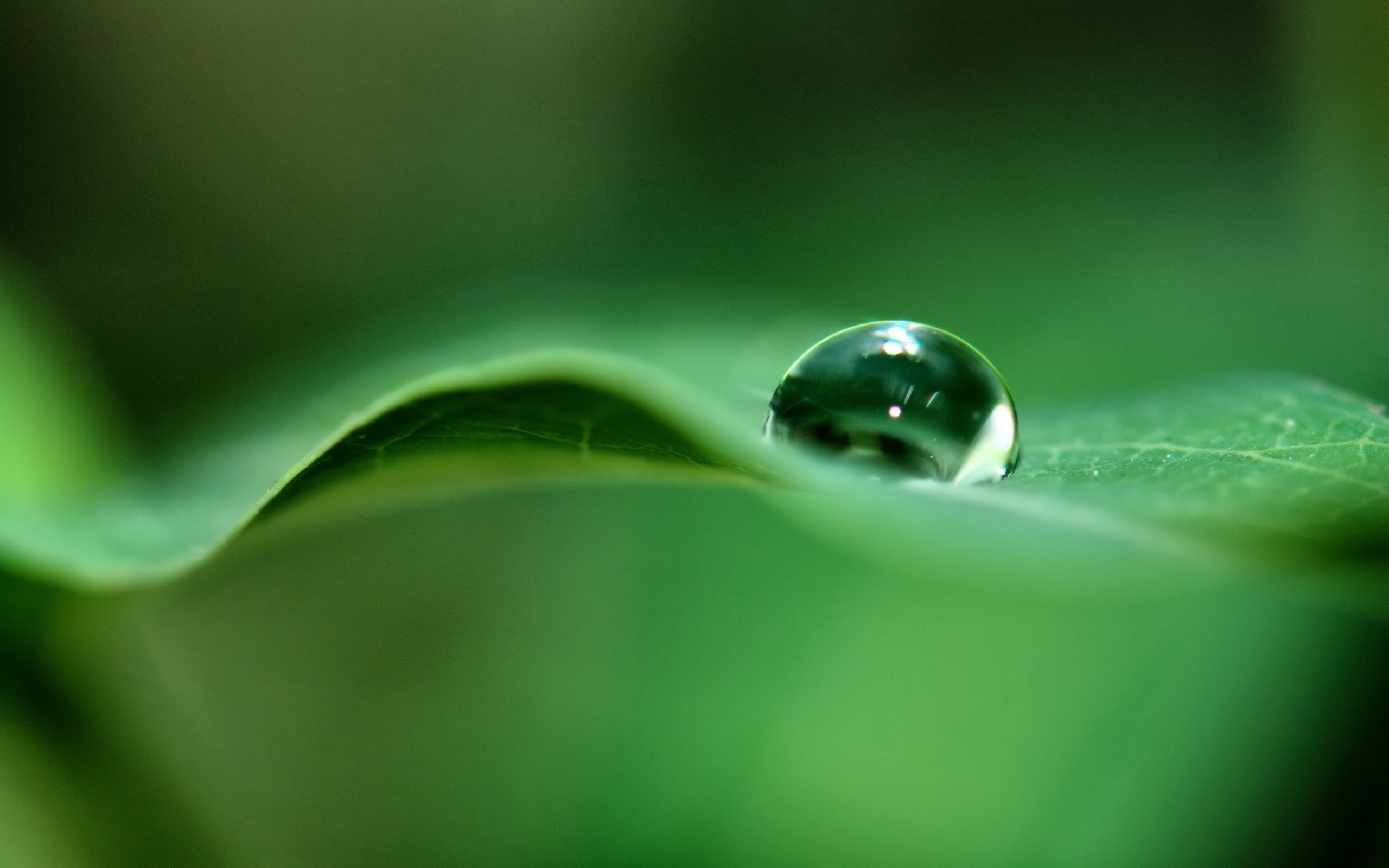 Green water. Макросъемка воды. Капли воды. Салатовый цвет в природе. Капля на листе.