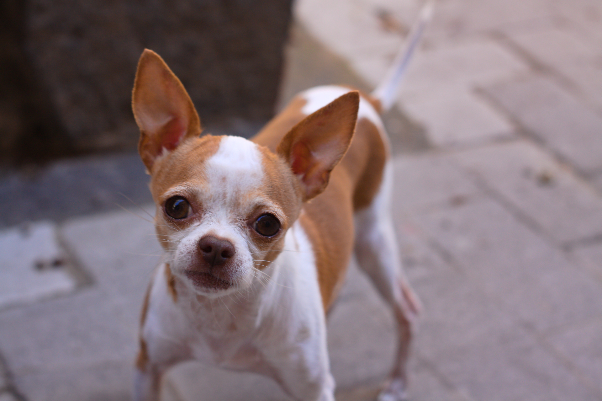 492165 économiseurs d'écran et fonds d'écran Chihuahua sur votre téléphone. Téléchargez  images gratuitement