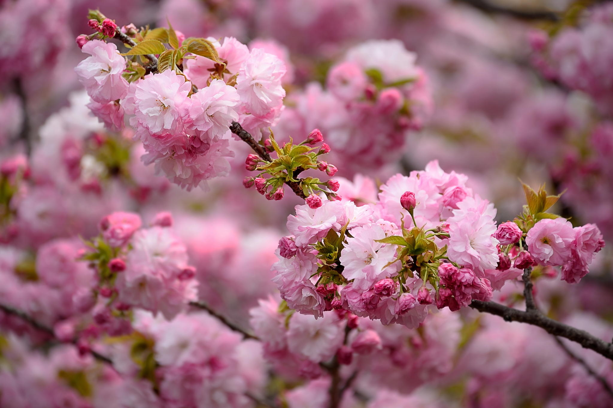 677450 descargar imagen tierra/naturaleza, primavera, florecer: fondos de pantalla y protectores de pantalla gratis