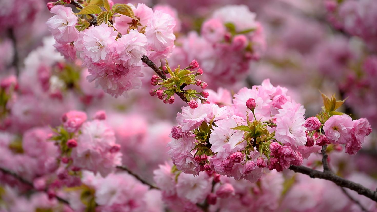 Обои про весну. Рододендрон Даурский. Цветение Сакуры цветы. Вечноцветущая Сакура. Сакура цветение растения.