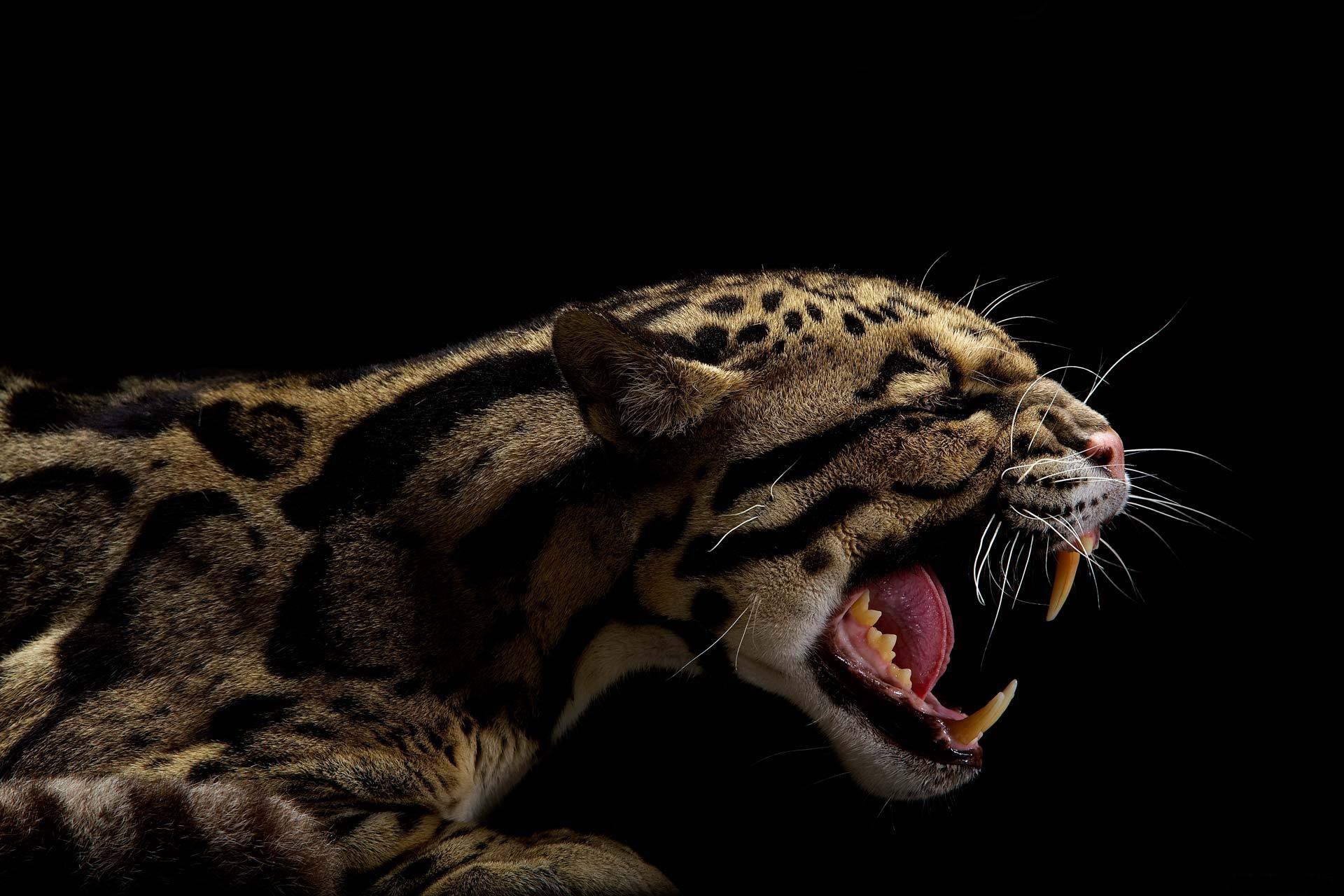 281020 скачать обои дымчатый леопард, животные, кошки - заставки и картинки бесплатно