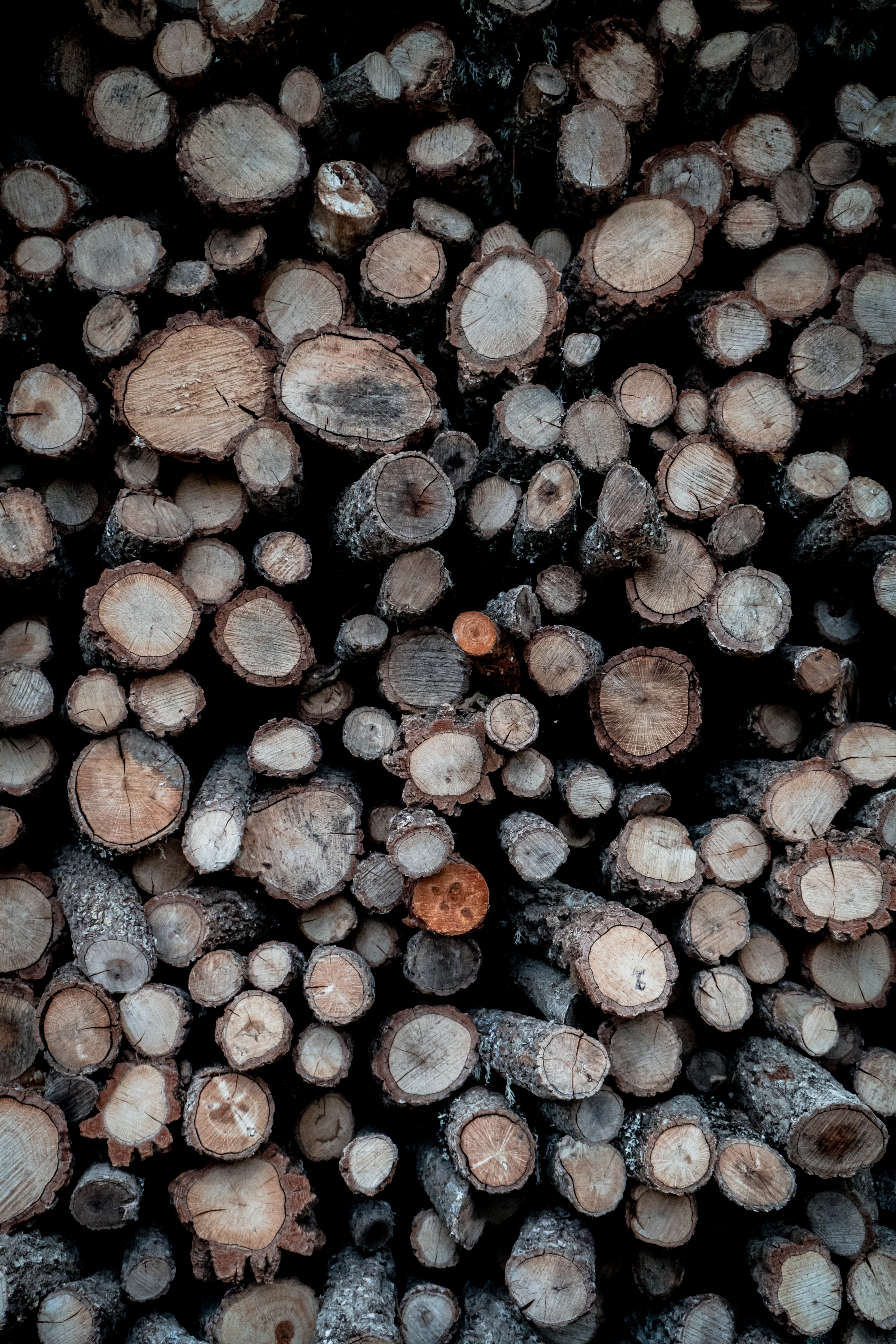 Download mobile wallpaper Miscellanea, Miscellaneous, Wood, Logs, Tree, Firewood, Wooden for free.
