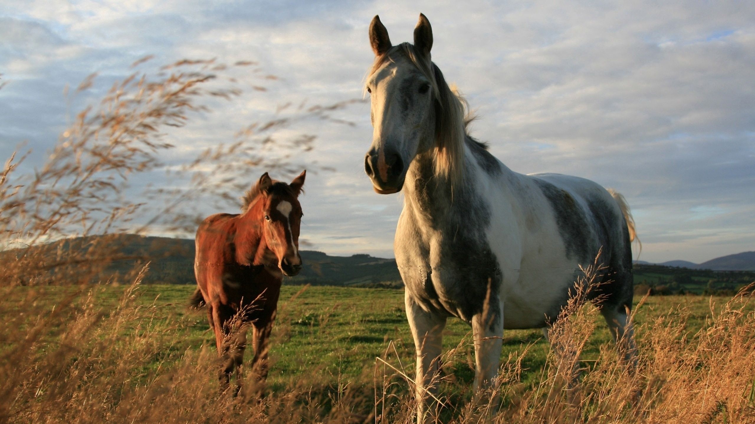 139390 Hintergrundbild herunterladen pferde, tiere, grass, paar, bummel, spaziergang - Bildschirmschoner und Bilder kostenlos