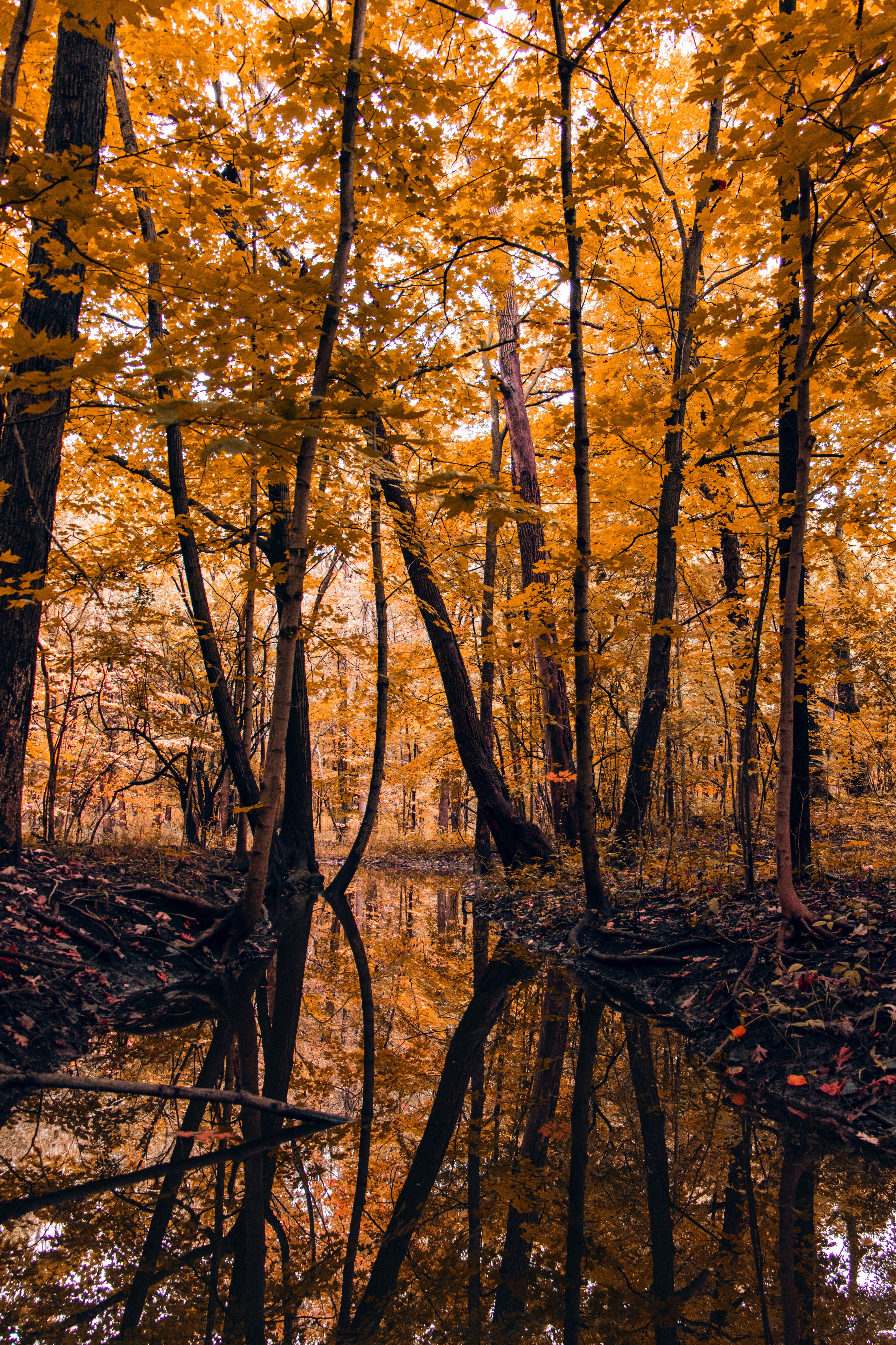 Скачать картинку Река, Деревья, Природа, Лес, Пейзаж, Осень в телефон бесплатно.