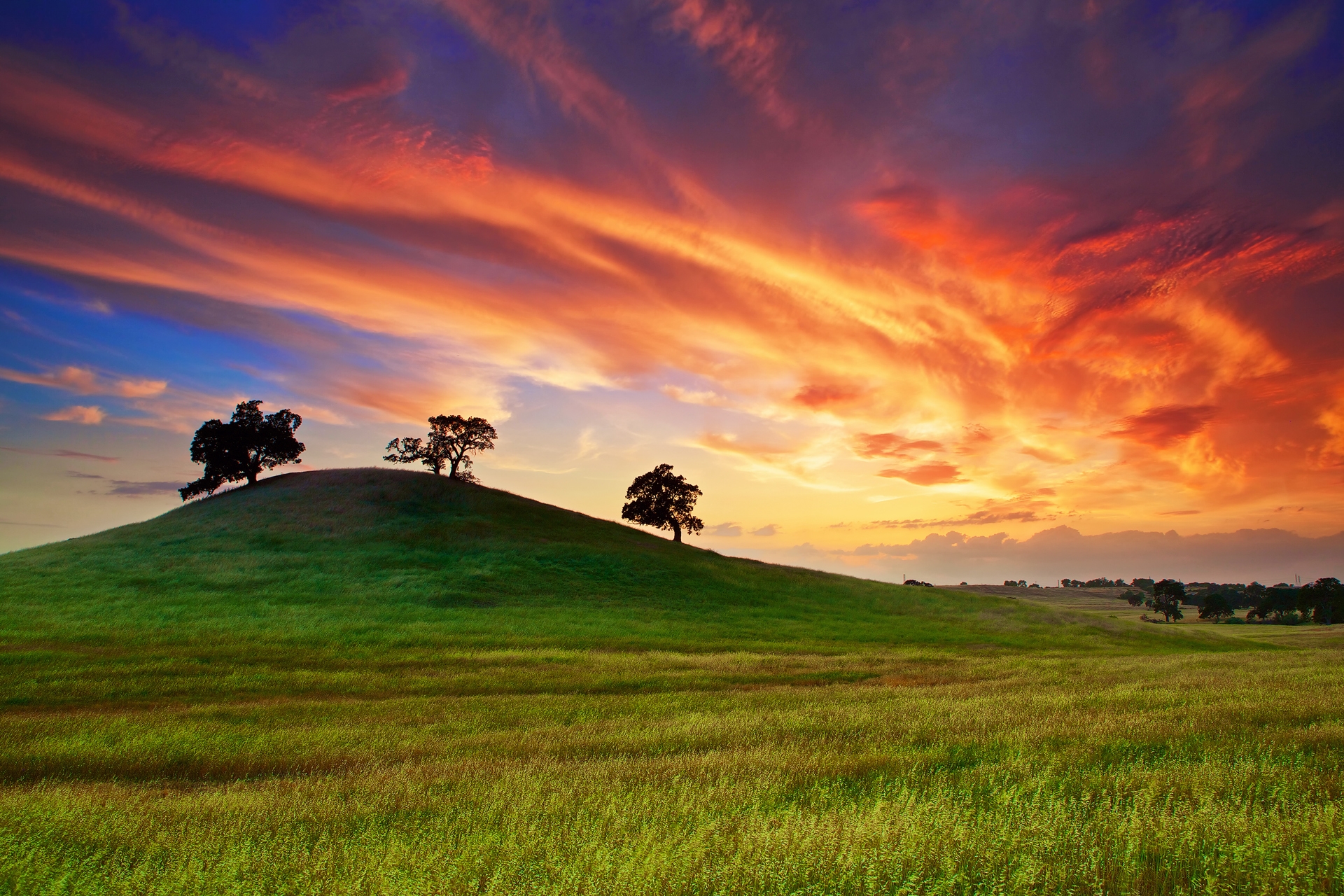 spring, california, usa, trees, field, sunset, nature, grass, sky, clouds, united states, may 32K