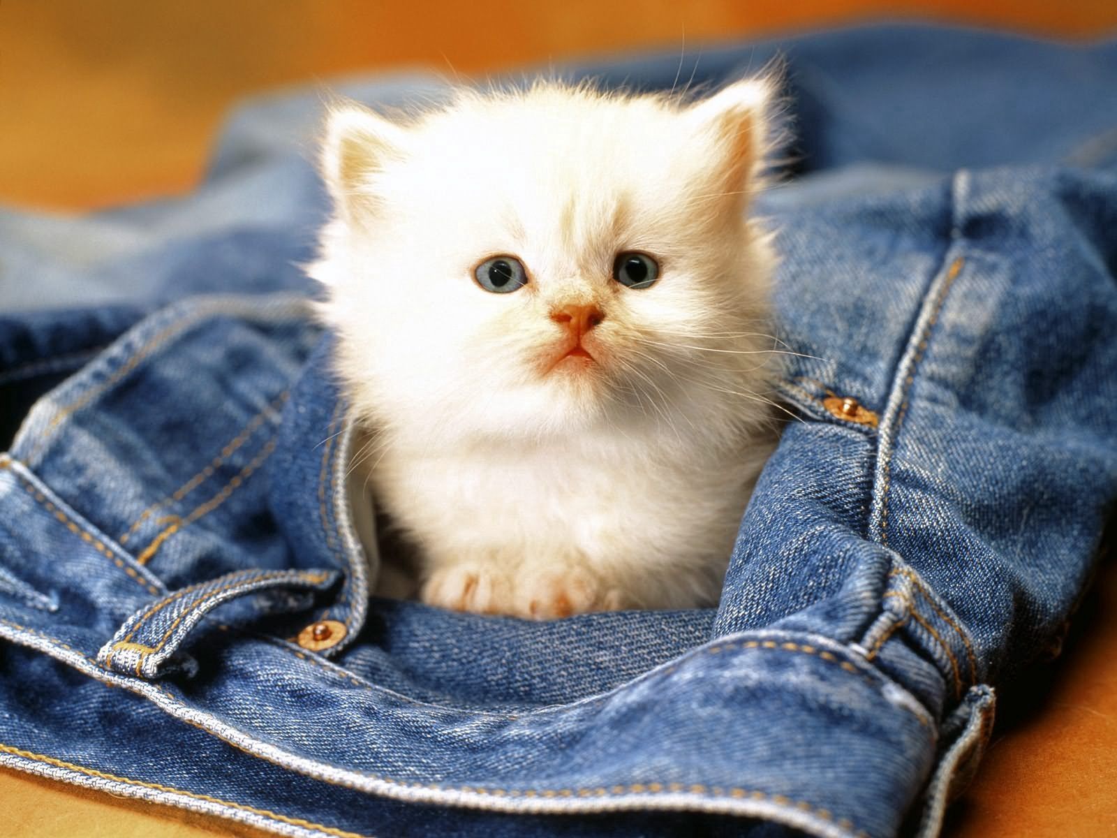 Handy-Wallpaper Jeans, Tiere, Schnauze, Kätzchen kostenlos herunterladen.