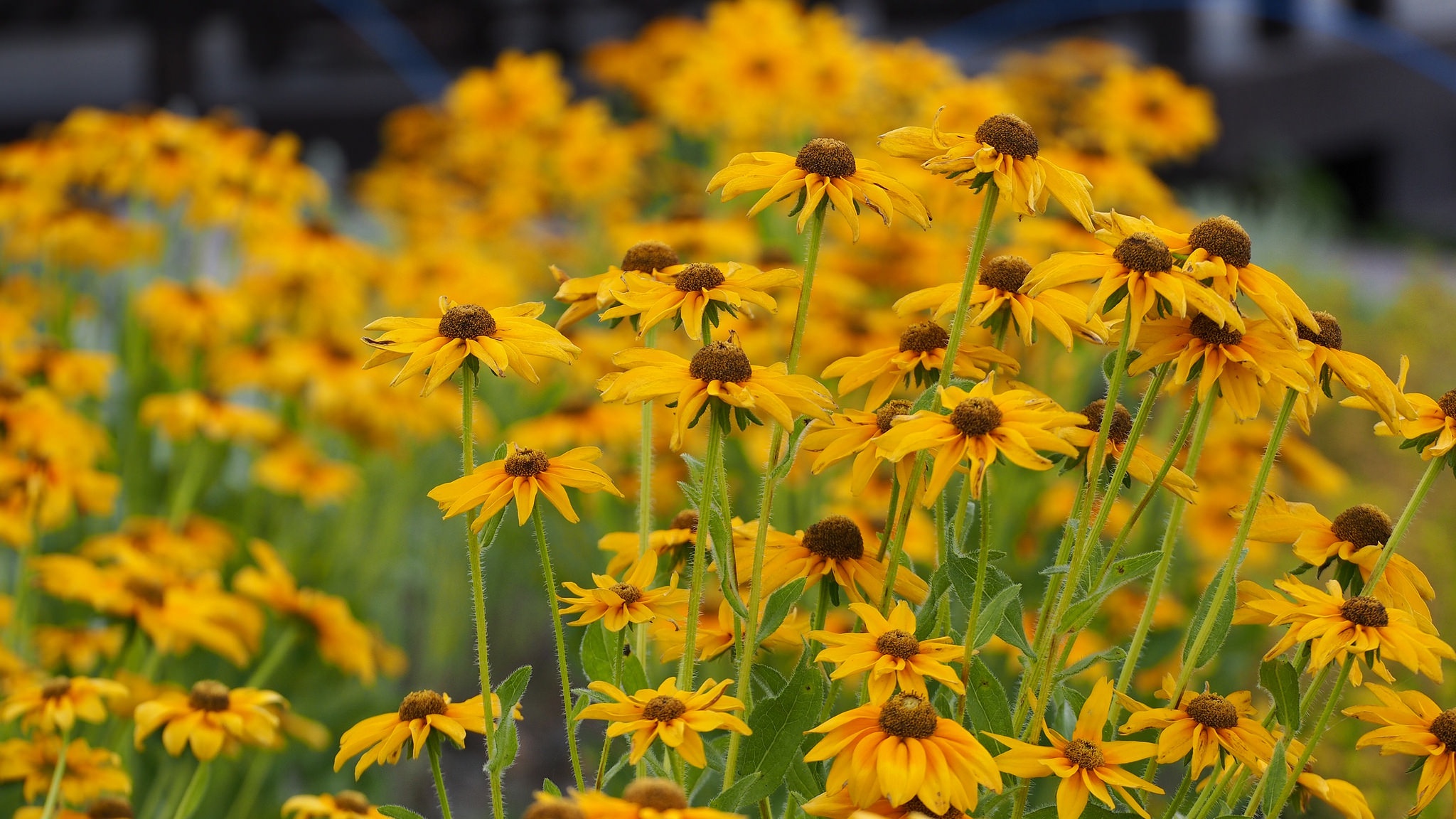 flowers, earth, black eyed susan, close up, flower, nature, yellow flower Full HD