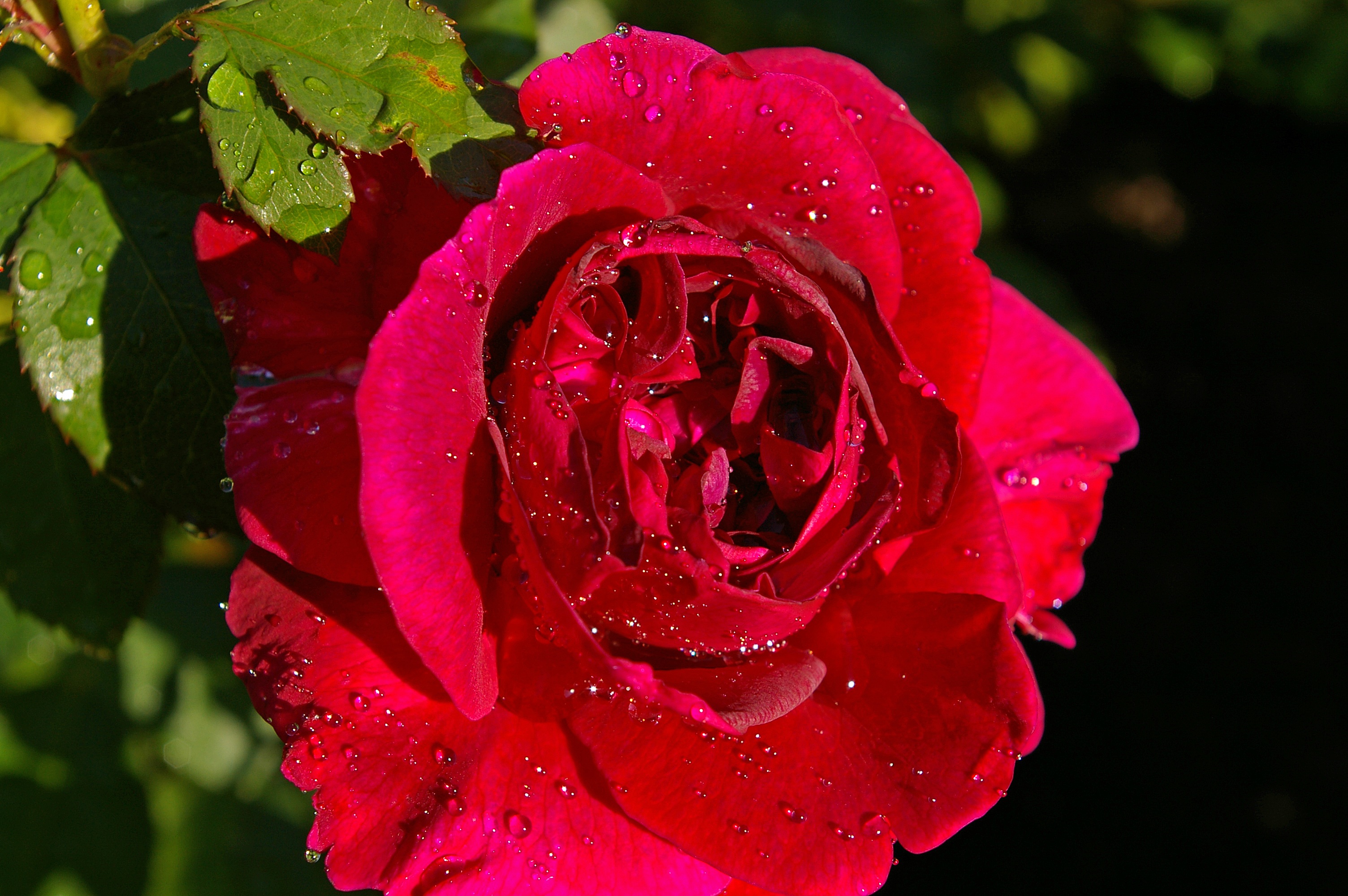 1920 x 1080 picture drops, flower, macro, rose flower, rose, bud